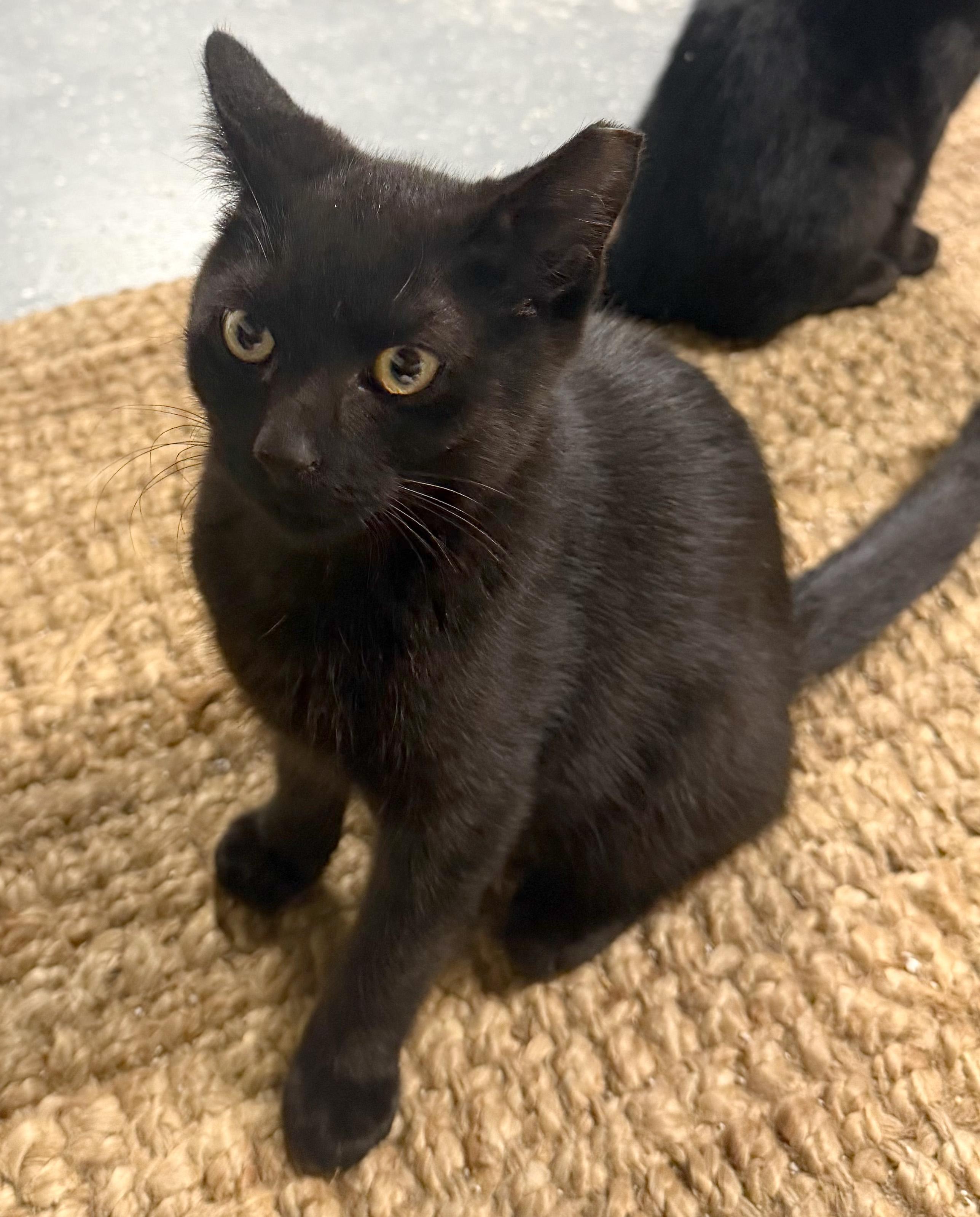 Midnight, ADOPTABLE, Kitten Male American Shorthair & Russian Blue.