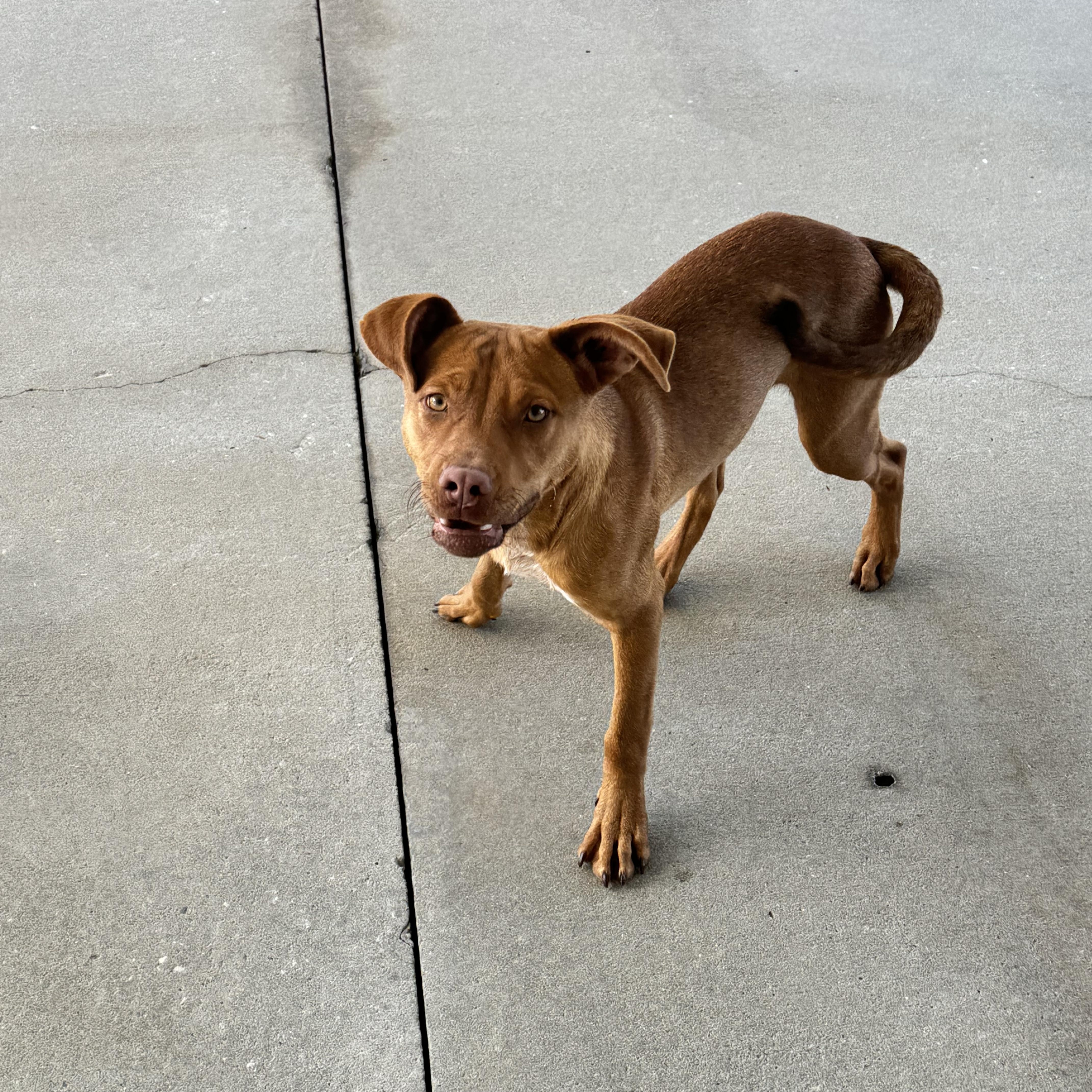 Emerald, ADOPTABLE, Young Female Bulldog.