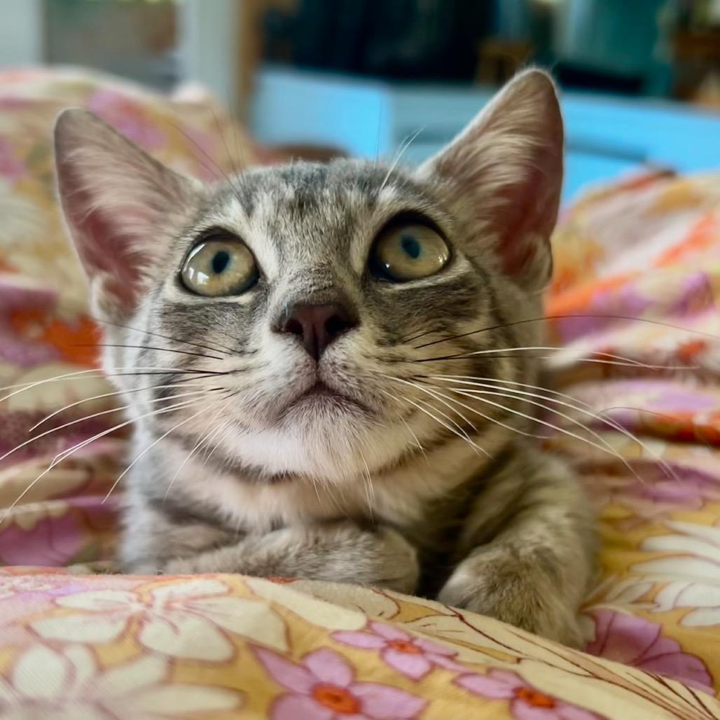 Maka, a Adoptable Domestic Short Hair in Pahoa, HI image 1/3