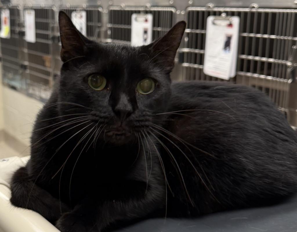 Jackson, Adoptable, Senior Male Domestic Short Hair.