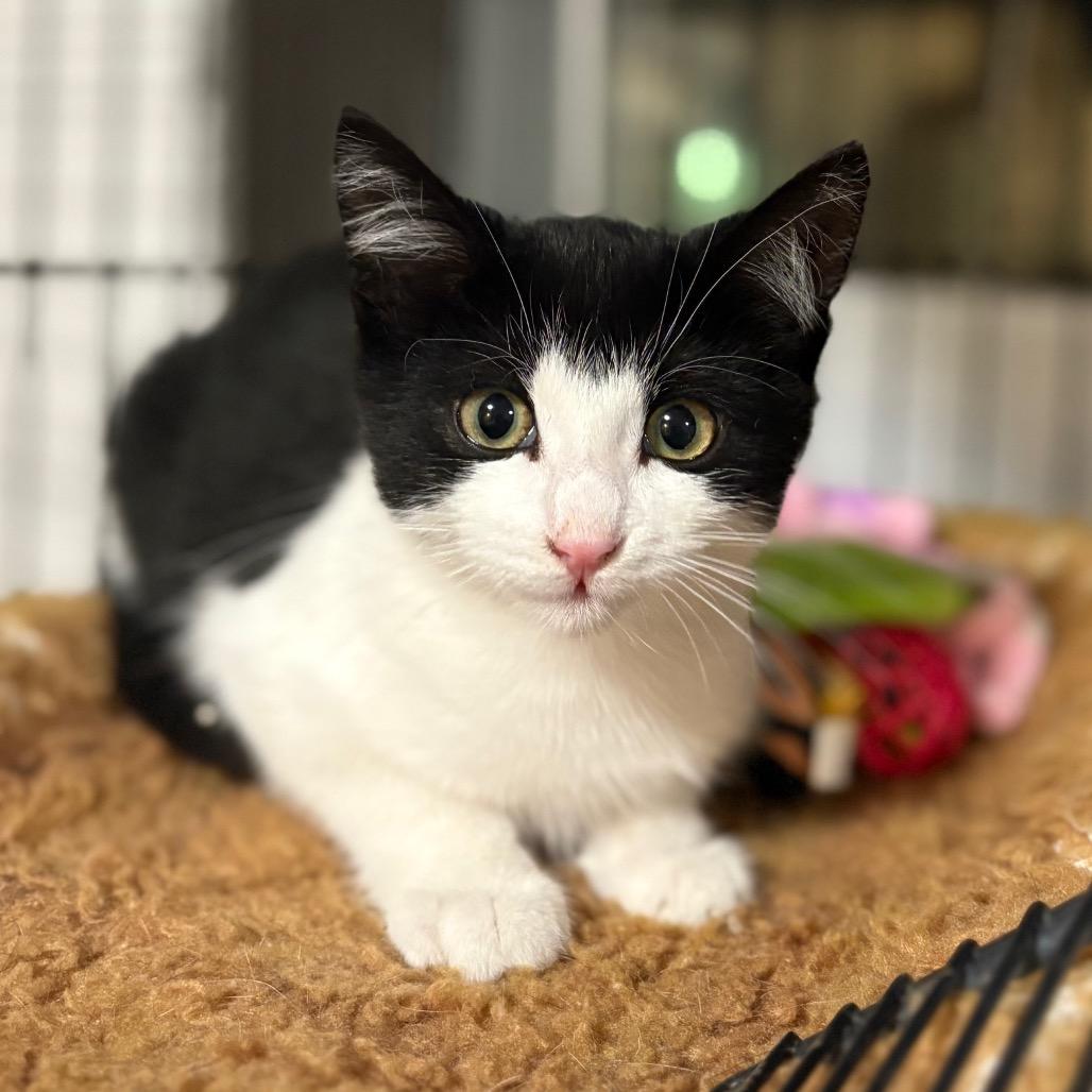 Avery, Adoptable, Young Male Domestic Short Hair.