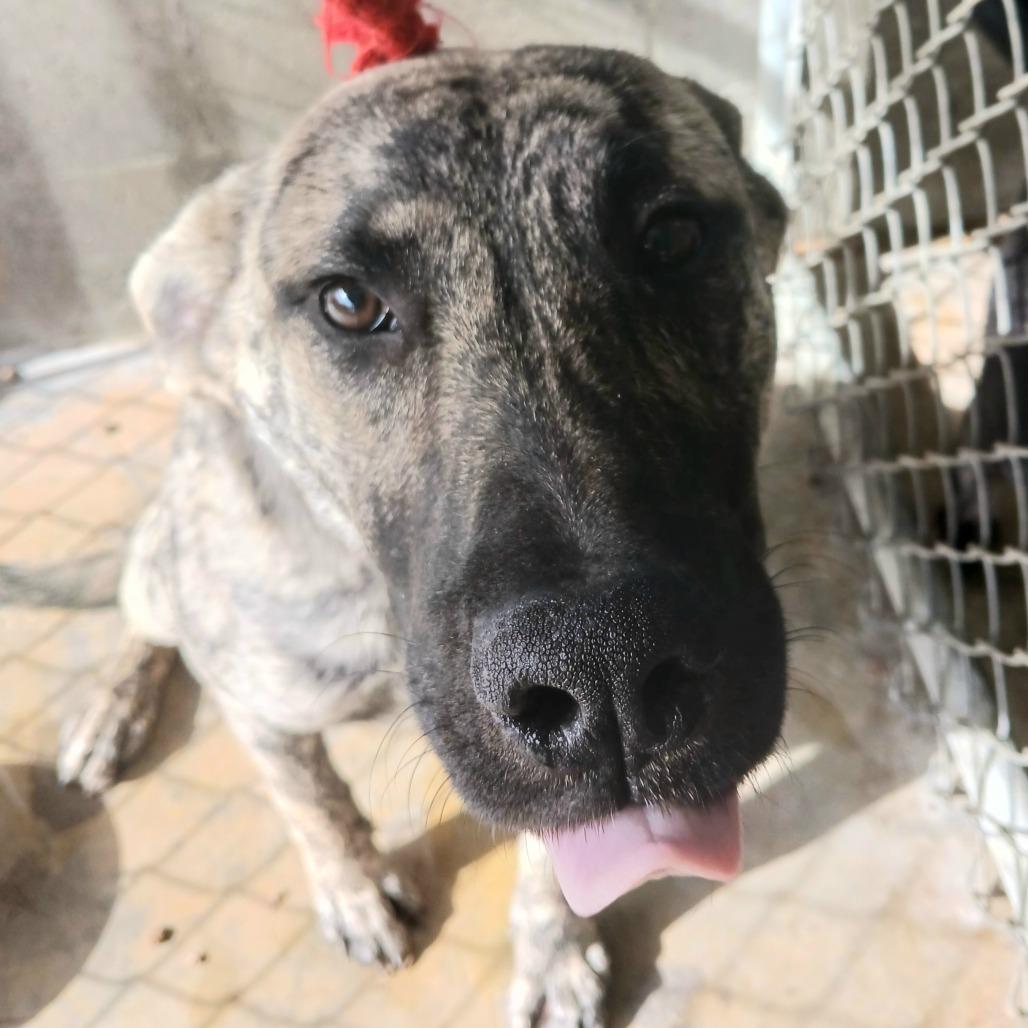 Jack, Adoptable, Adult Male Mixed Breed.