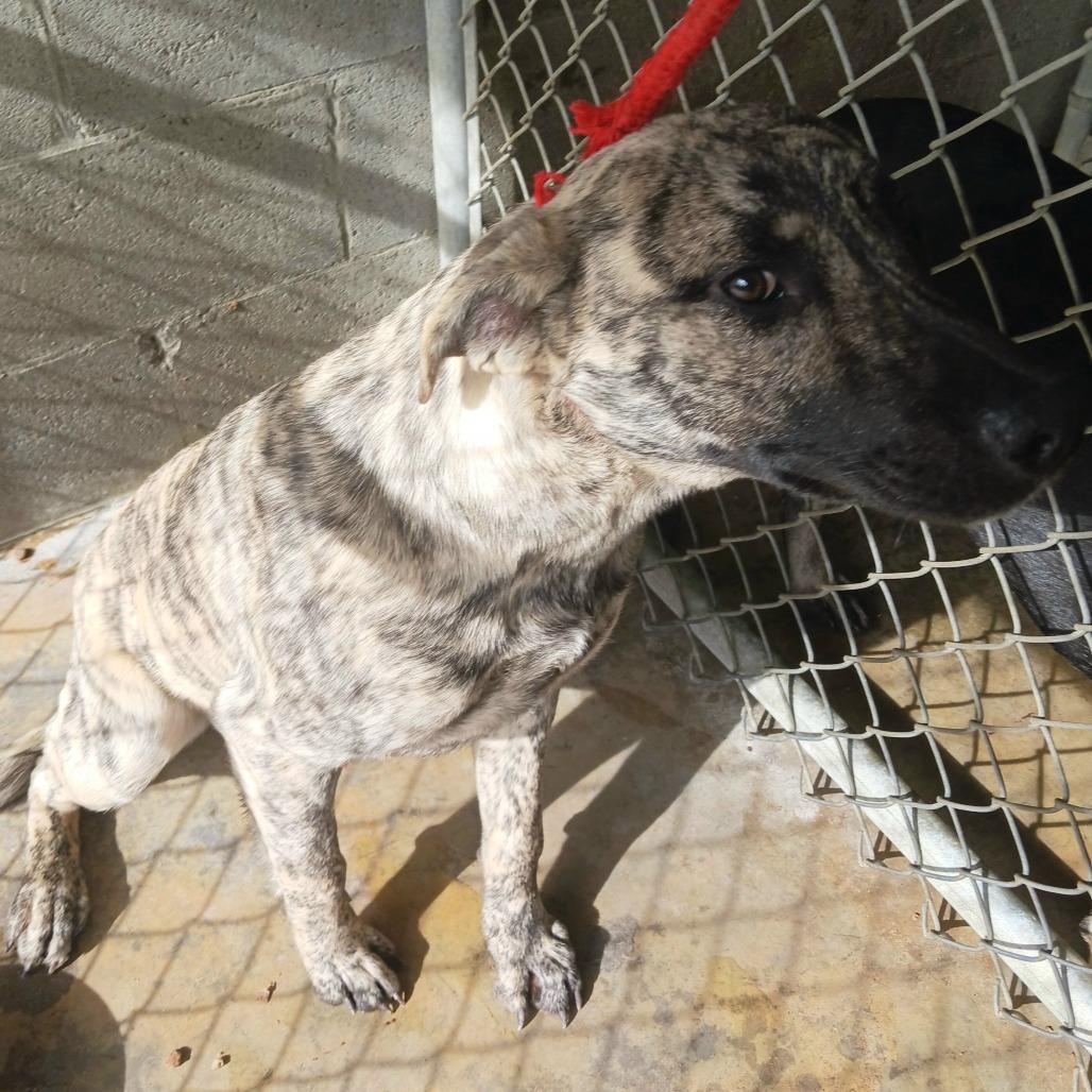 Enlarge Jack, a Adoptable Mixed Breed in Sylvania, GA image 2/2