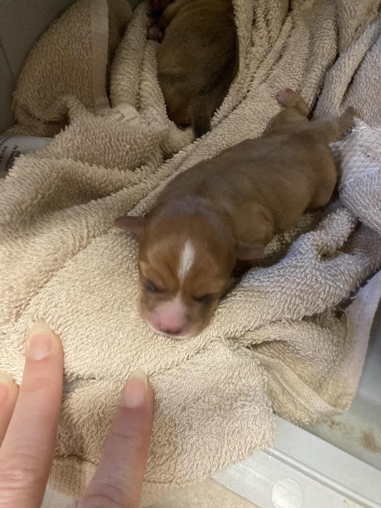Kix, Adoptable, Puppy Male Chihuahua & Feist.