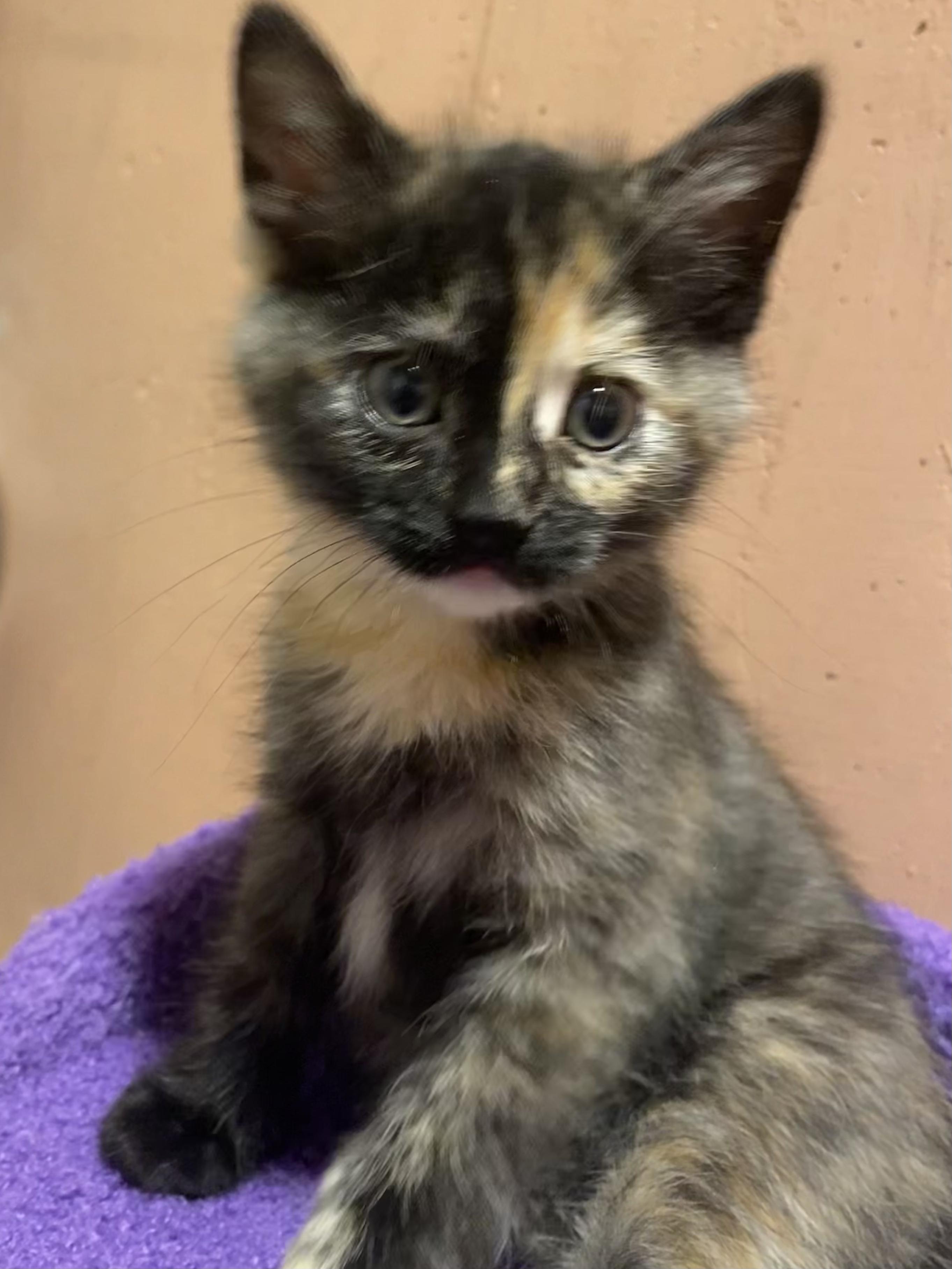 Enlarge Cranberry, an adopted mixed breed in Kenosha , WI image 5/6