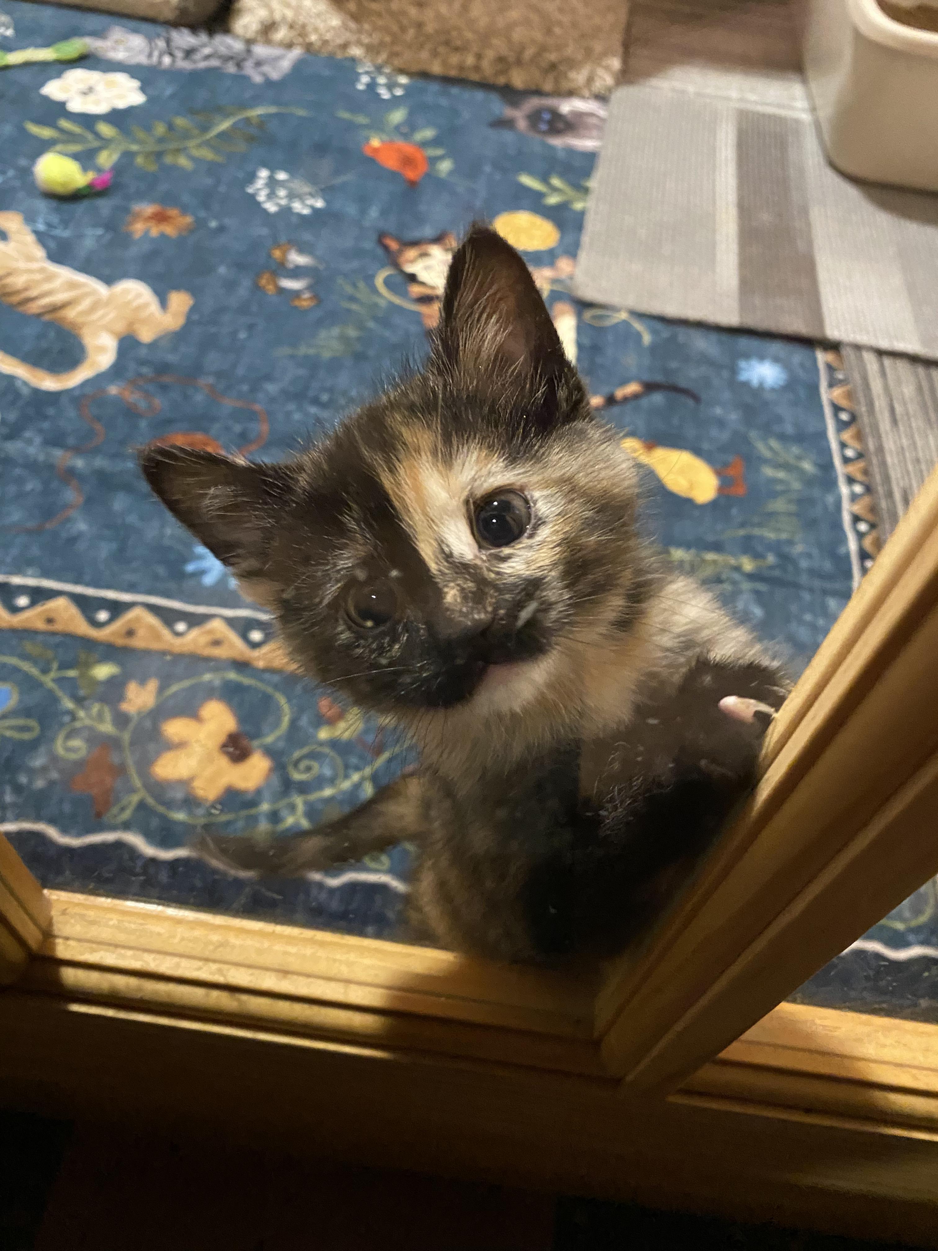 Enlarge Cranberry, an adopted mixed breed in Kenosha , WI image 4/6