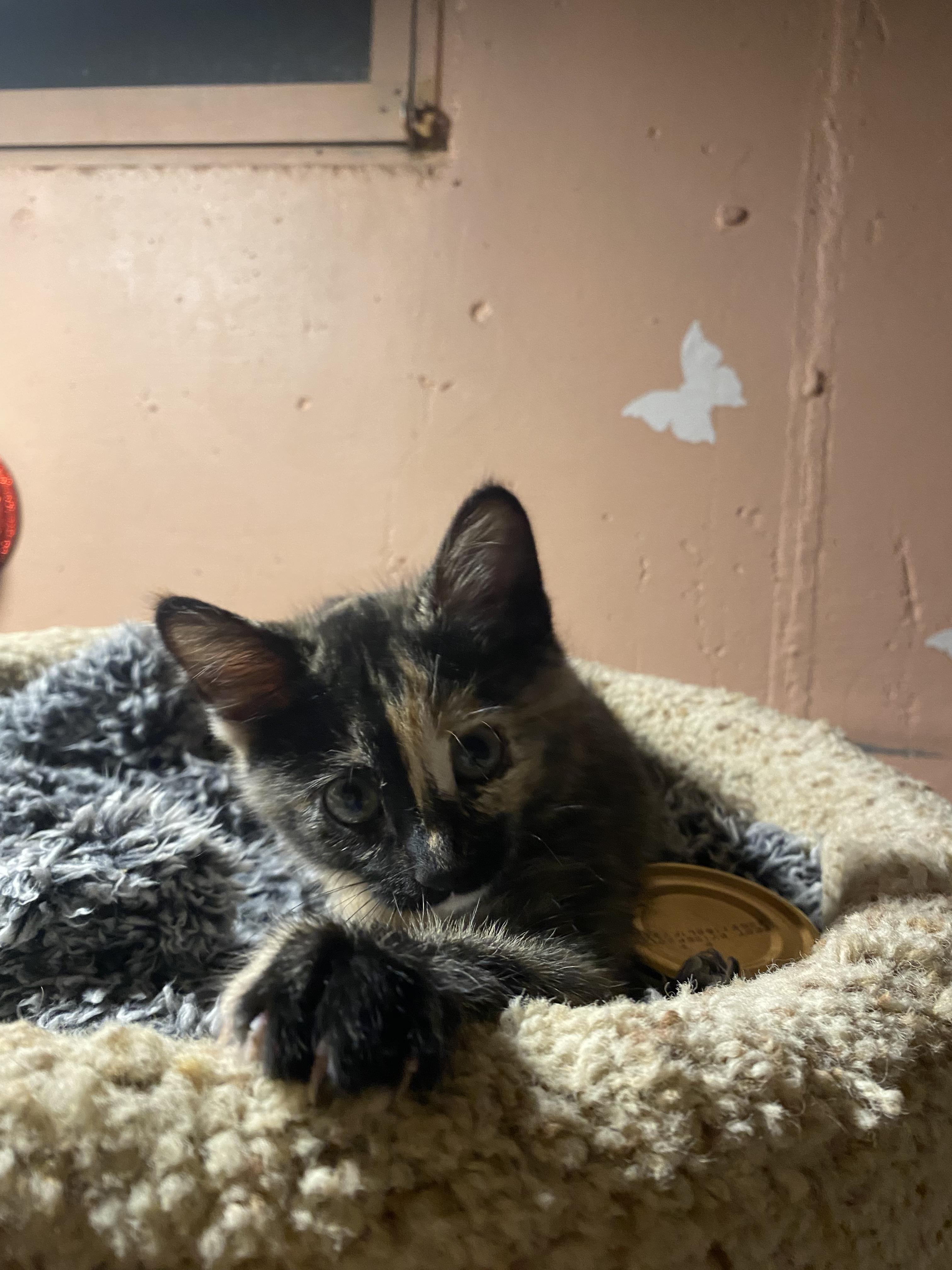 Enlarge Cranberry, an adopted mixed breed in Kenosha , WI image 6/6