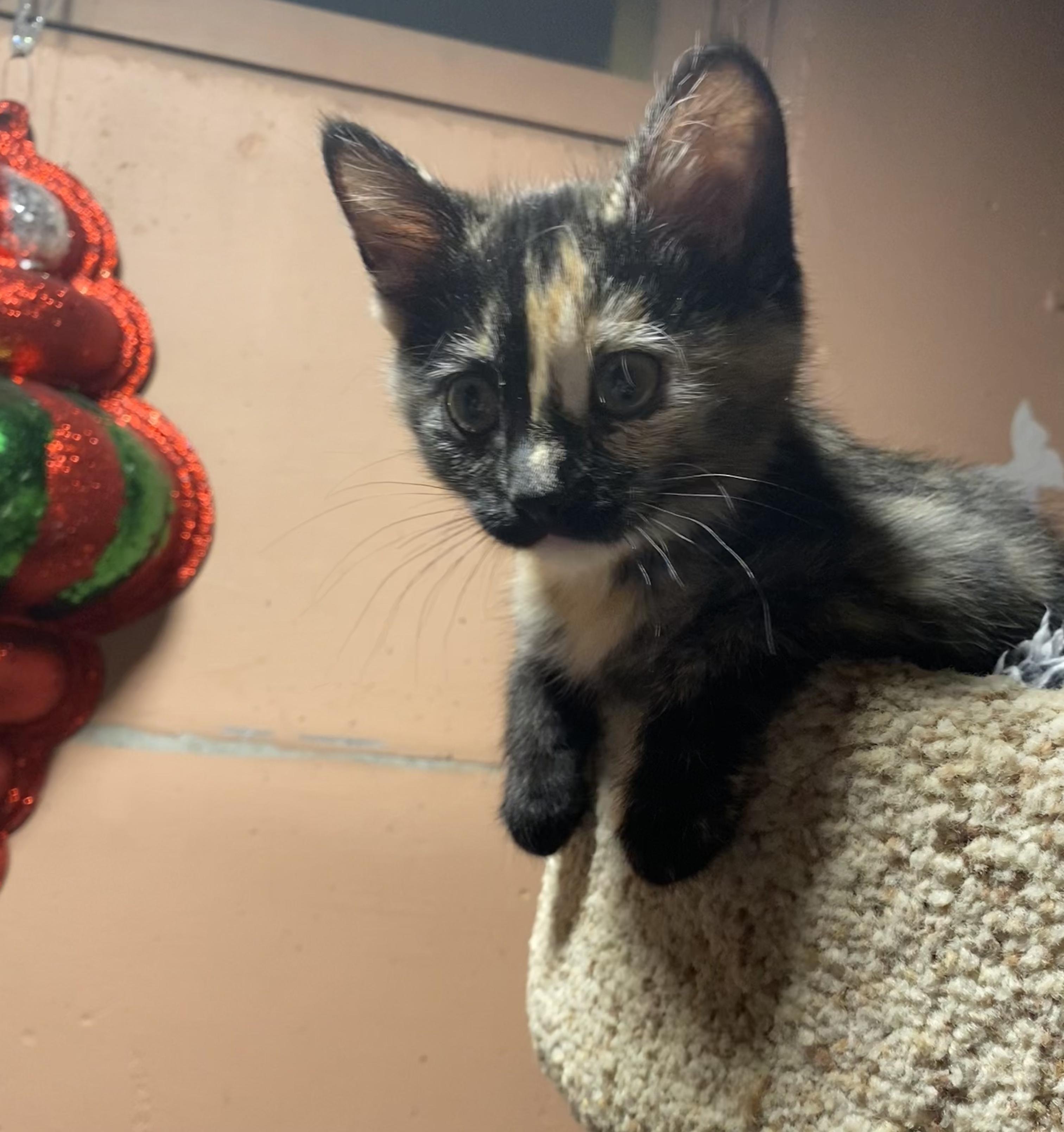 Enlarge Cranberry, an adopted mixed breed in Kenosha , WI image 2/6