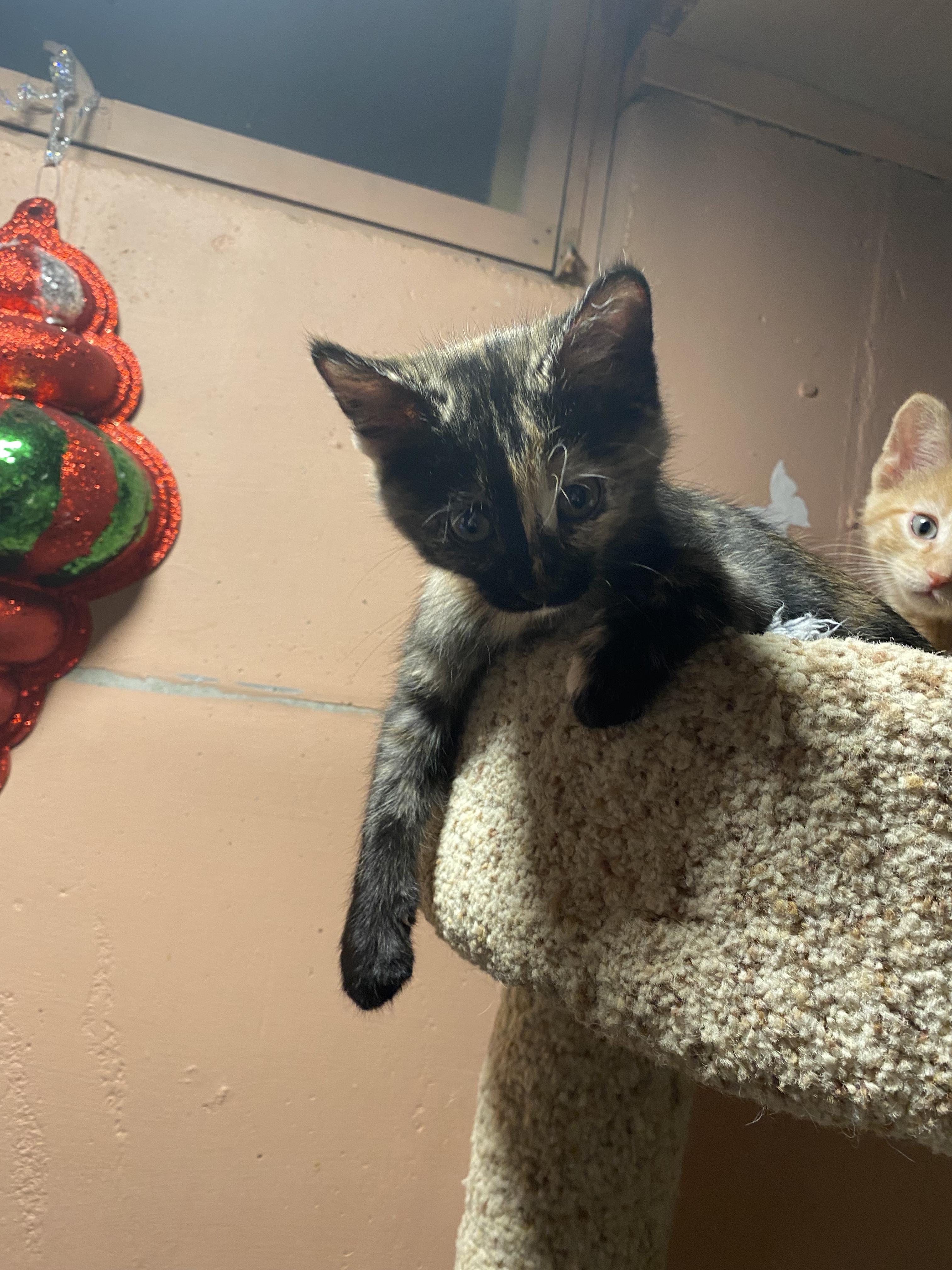 Enlarge Cranberry, an adopted mixed breed in Kenosha , WI image 3/6