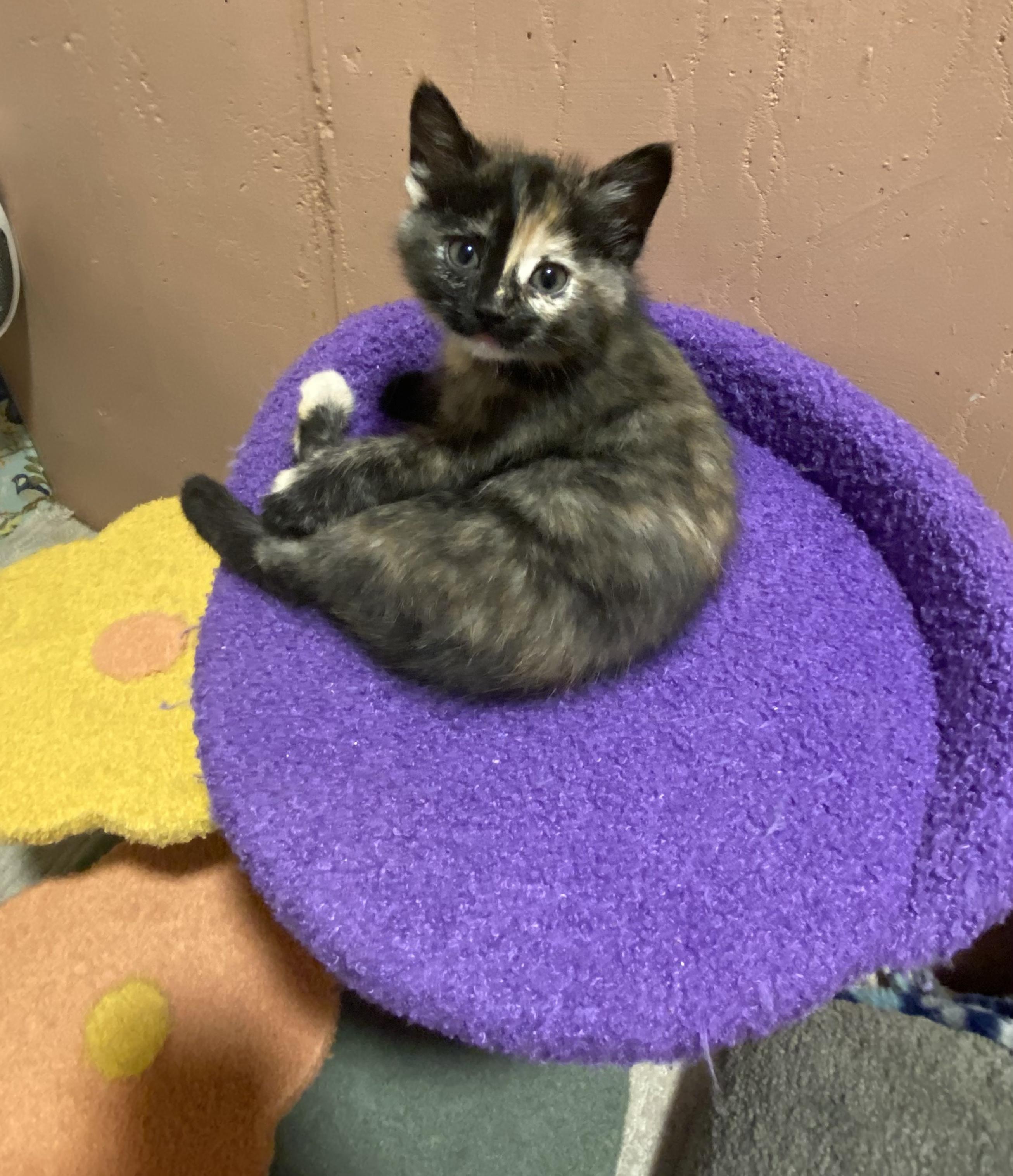 Cranberry, adopted, Kitten Female Domestic Short Hair.