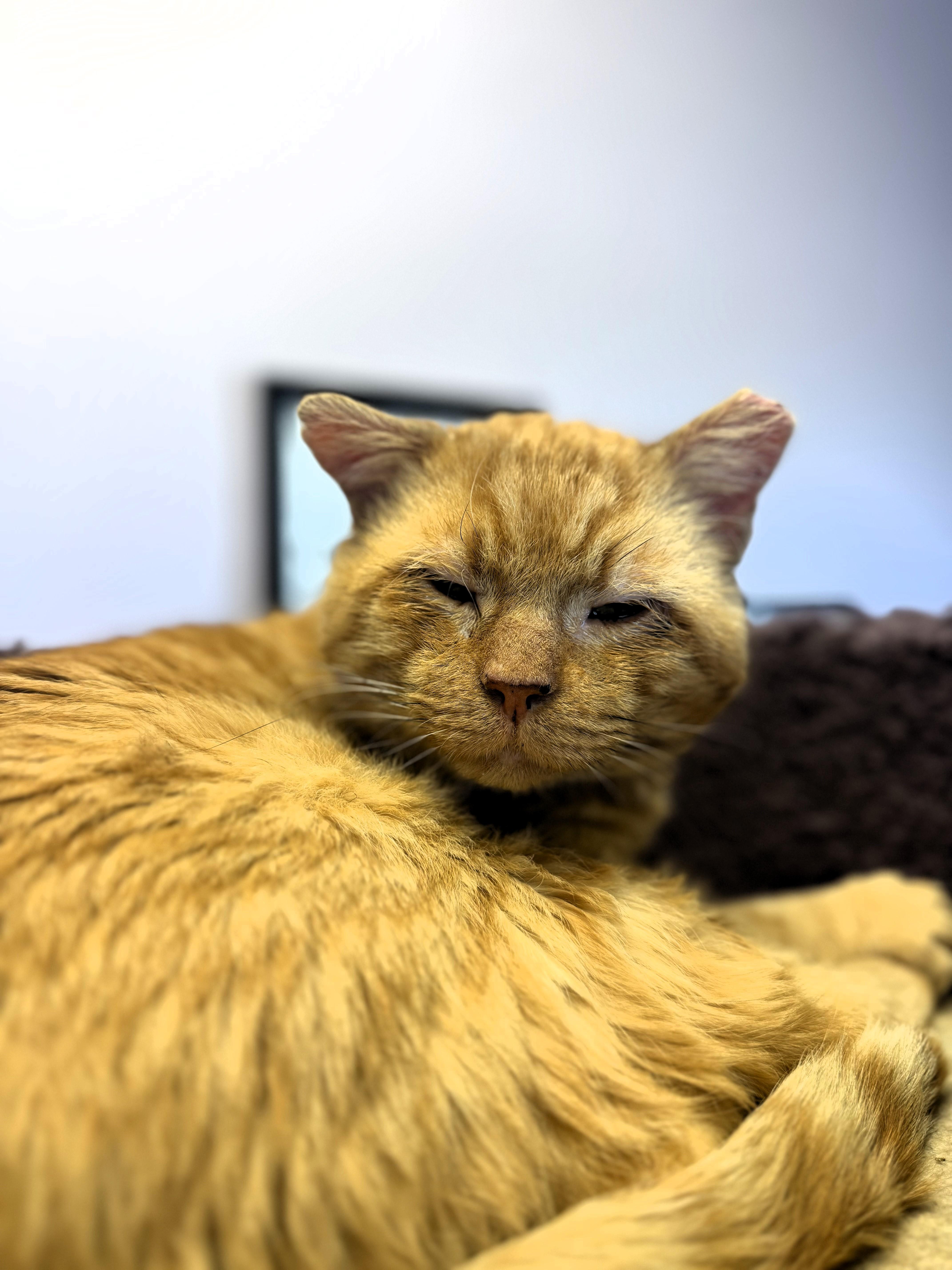 Tom, Adoptable, Adult Male Domestic Short Hair.