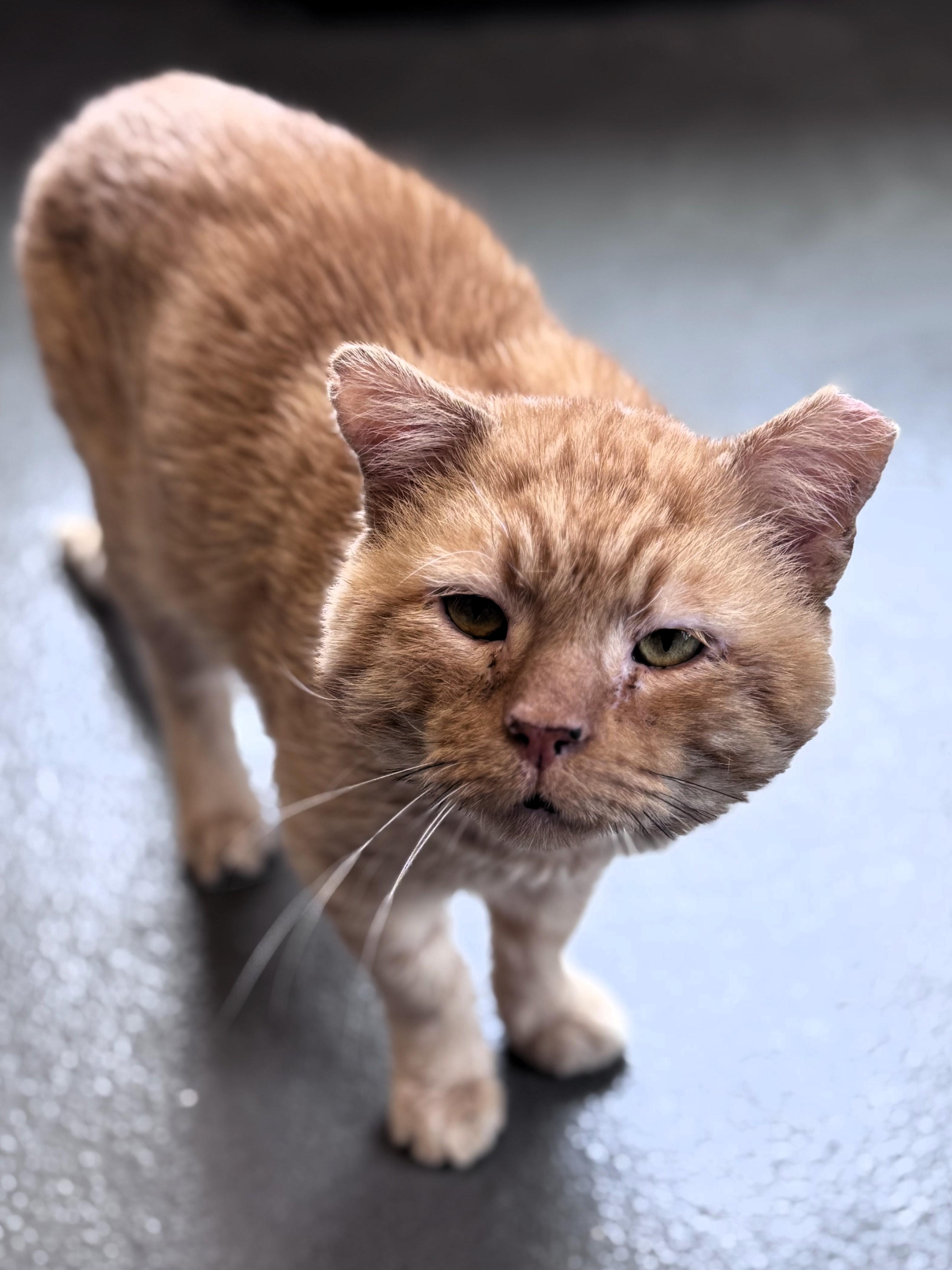 Tom, Adoptable, Adult Male Domestic Short Hair.