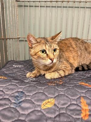 Sable, a Adoptable mixed breed in Rensselaer, IN image 1/2