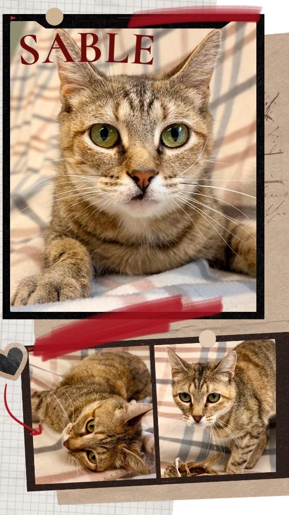 Sable, a Adoptable mixed breed in Rensselaer, IN image 2/2