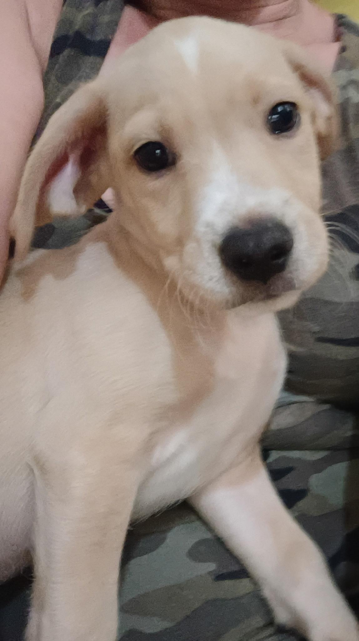 Apple, ADOPTABLE, Puppy Male Terrier.