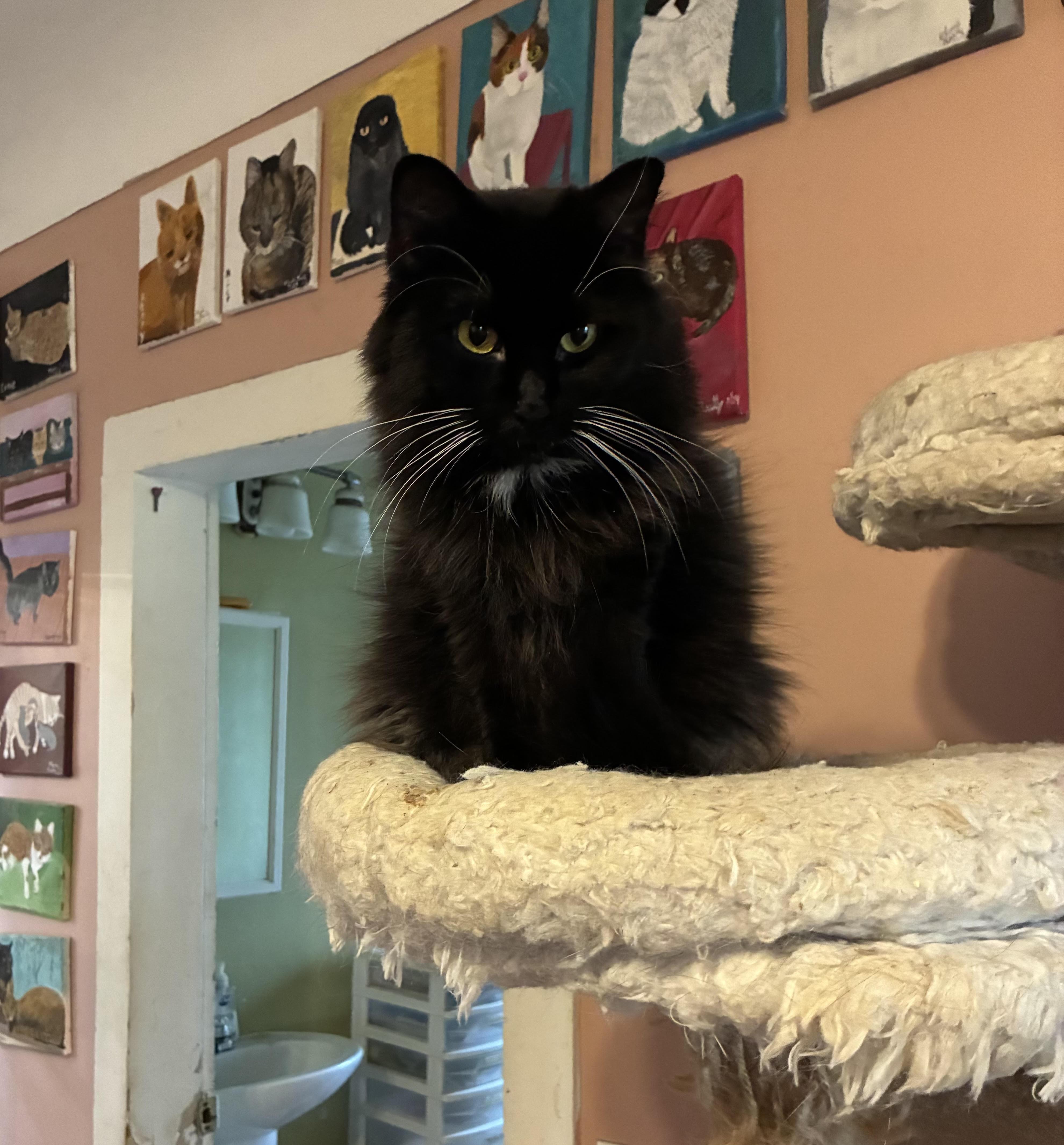 Ebony, a Adoptable mixed breed in Howell, MI image 2/2