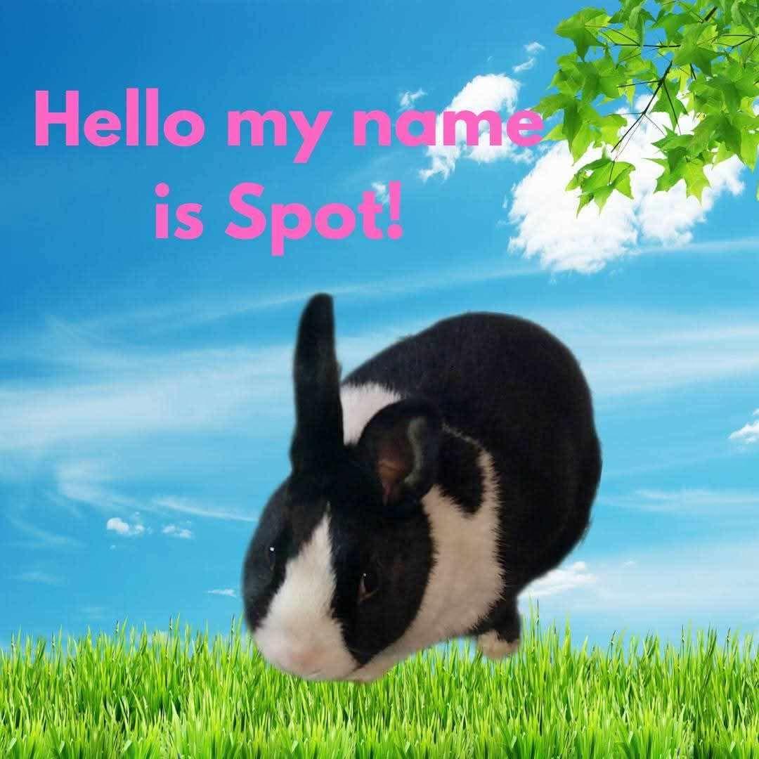 Spot