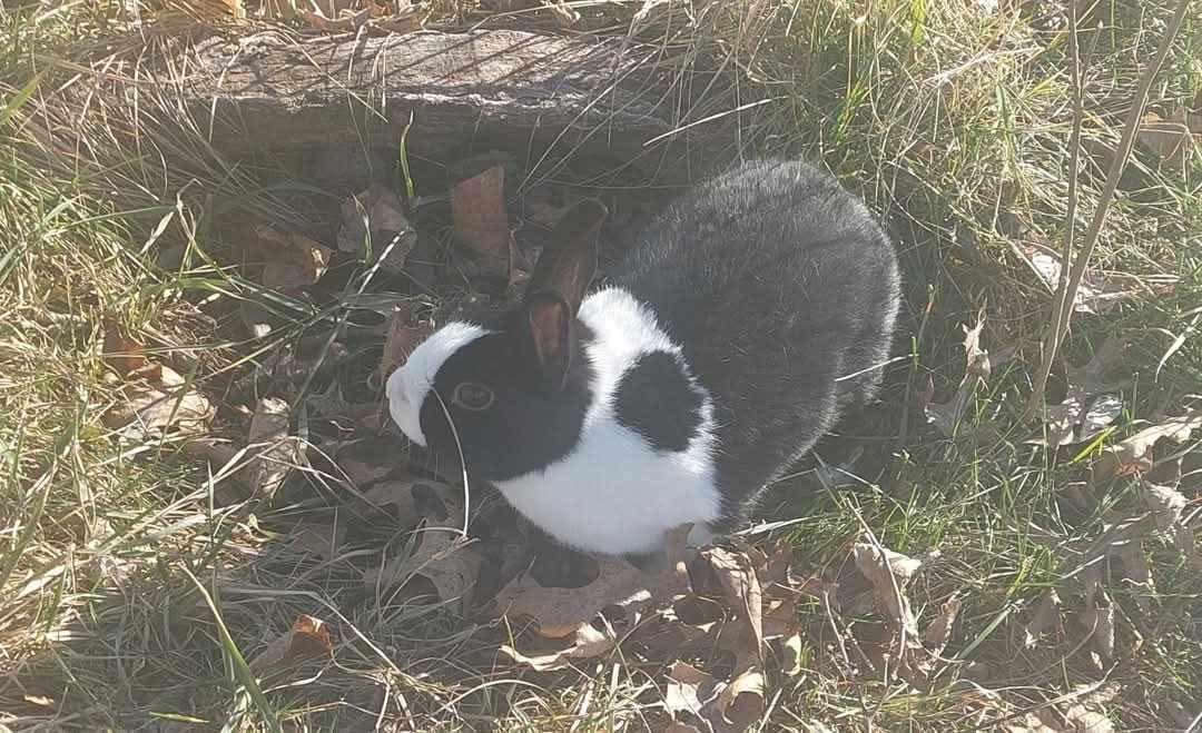 Spot