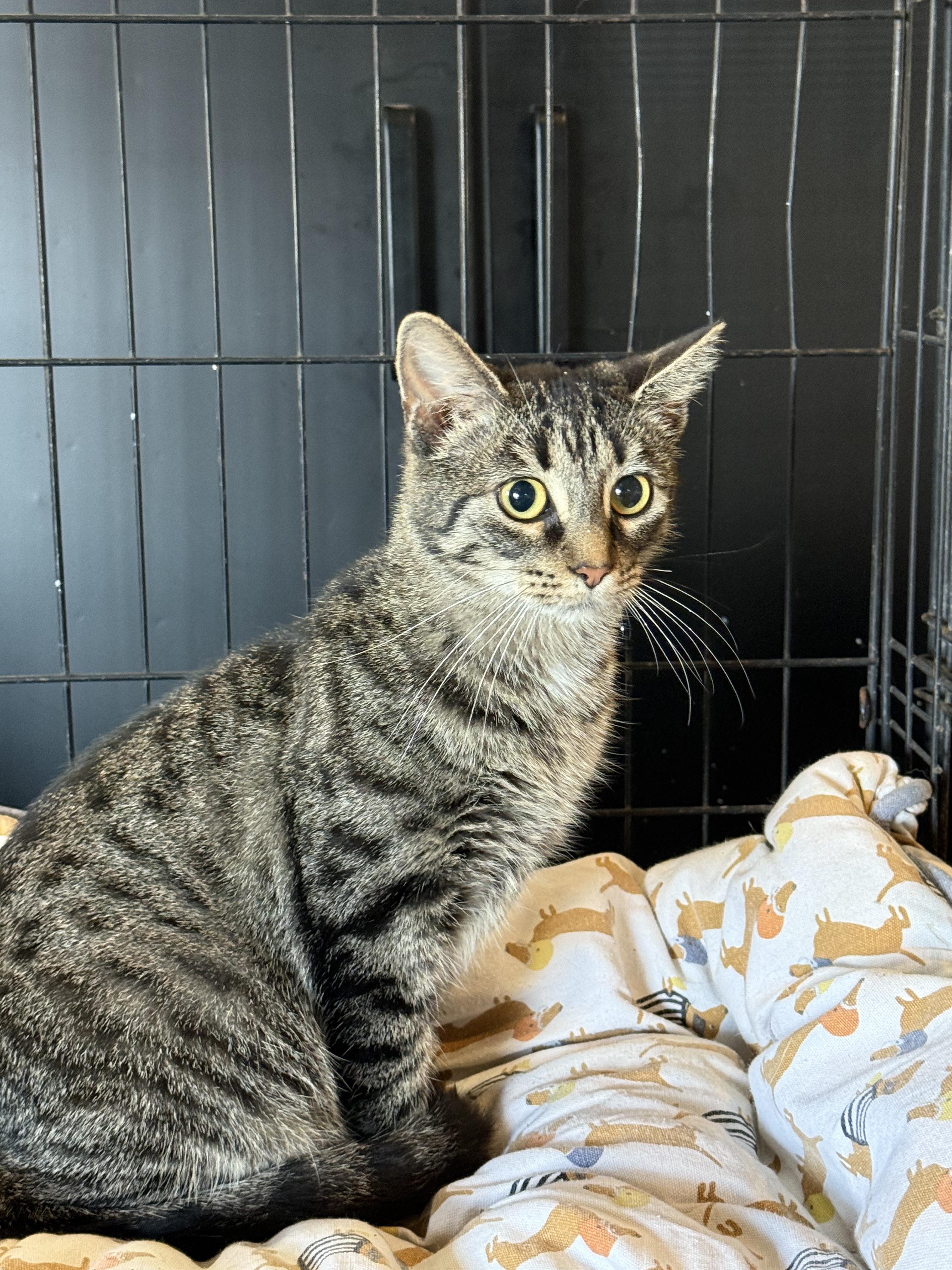 Enlarge Molly, a ADOPTABLE Domestic Short Hair in Brazil, IN image 1/2