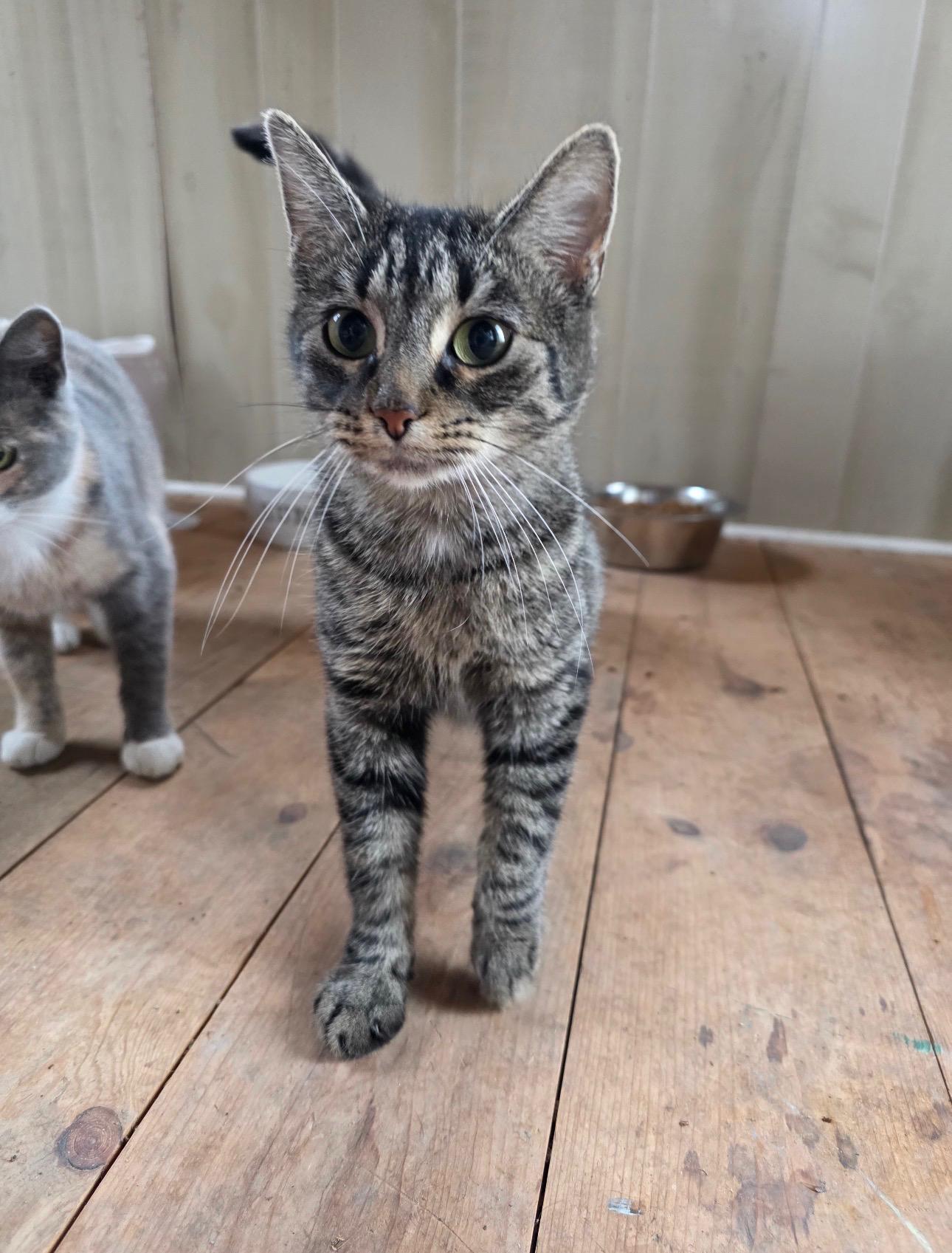 Enlarge Molly, a ADOPTABLE Domestic Short Hair in Brazil, IN image 2/2