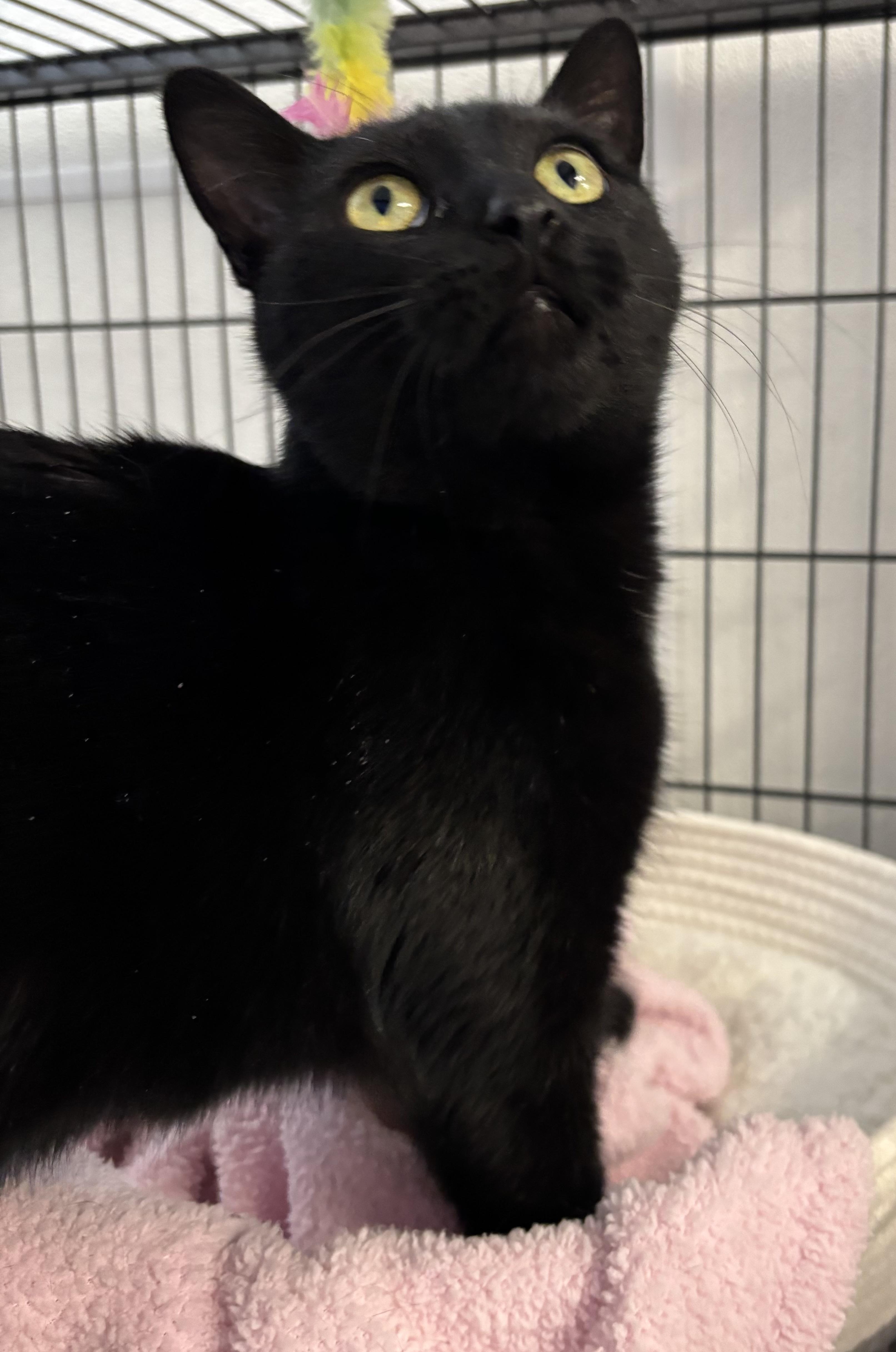 Enlarge Angel, an adopted Domestic Short Hair in Grosse Ile, MI image 1/4