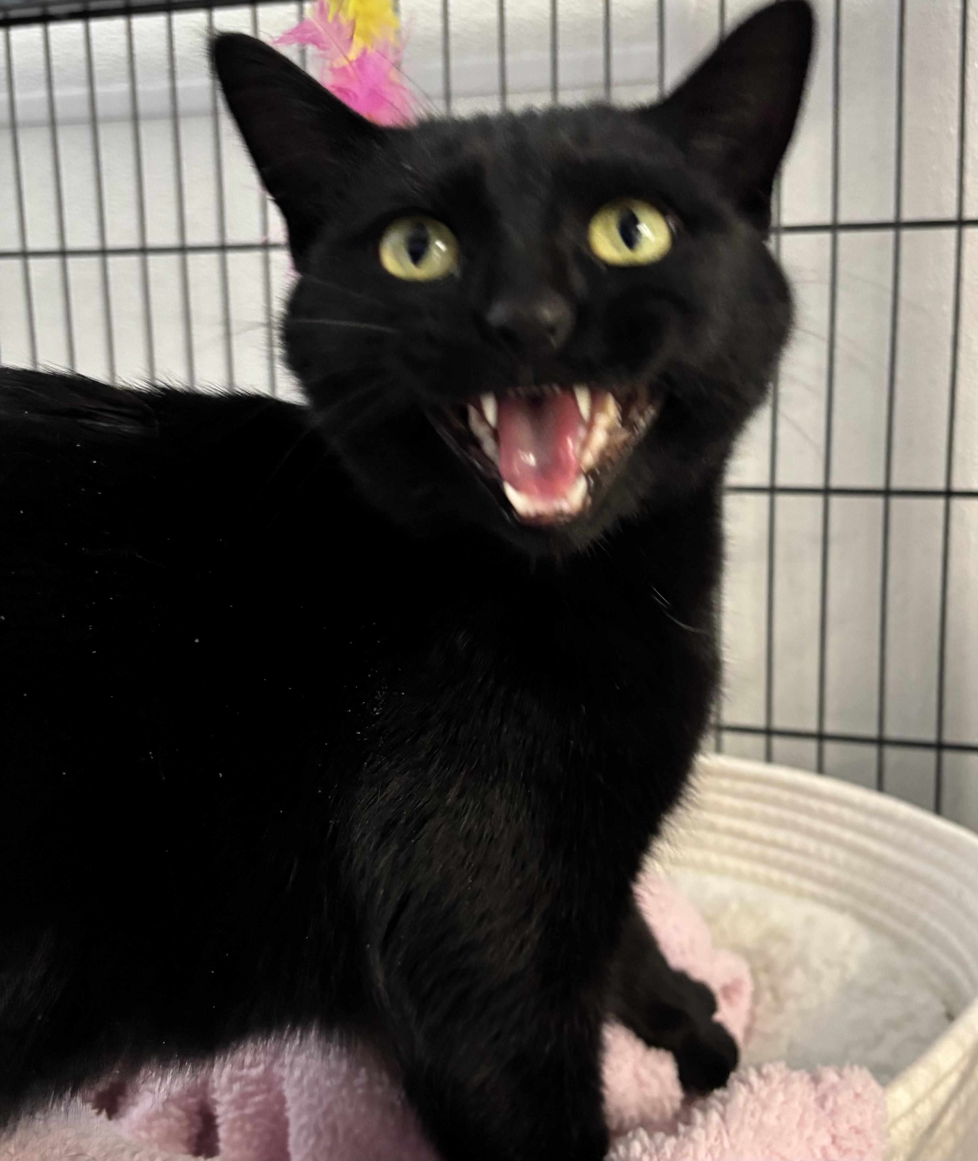 Enlarge Angel, an adopted Domestic Short Hair in Grosse Ile, MI image 2/4