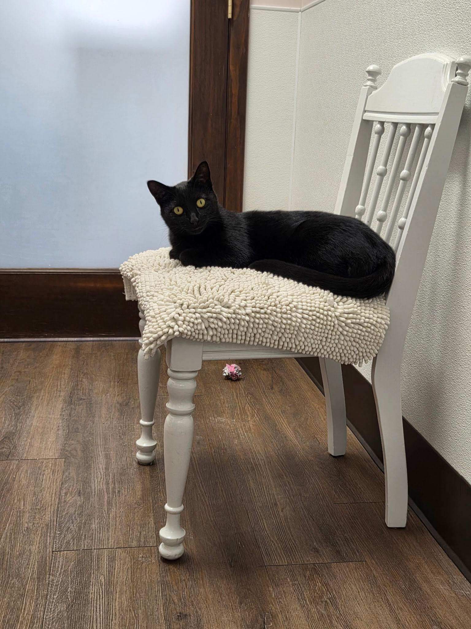 Enlarge Angel, an adopted Domestic Short Hair in Grosse Ile, MI image 3/4