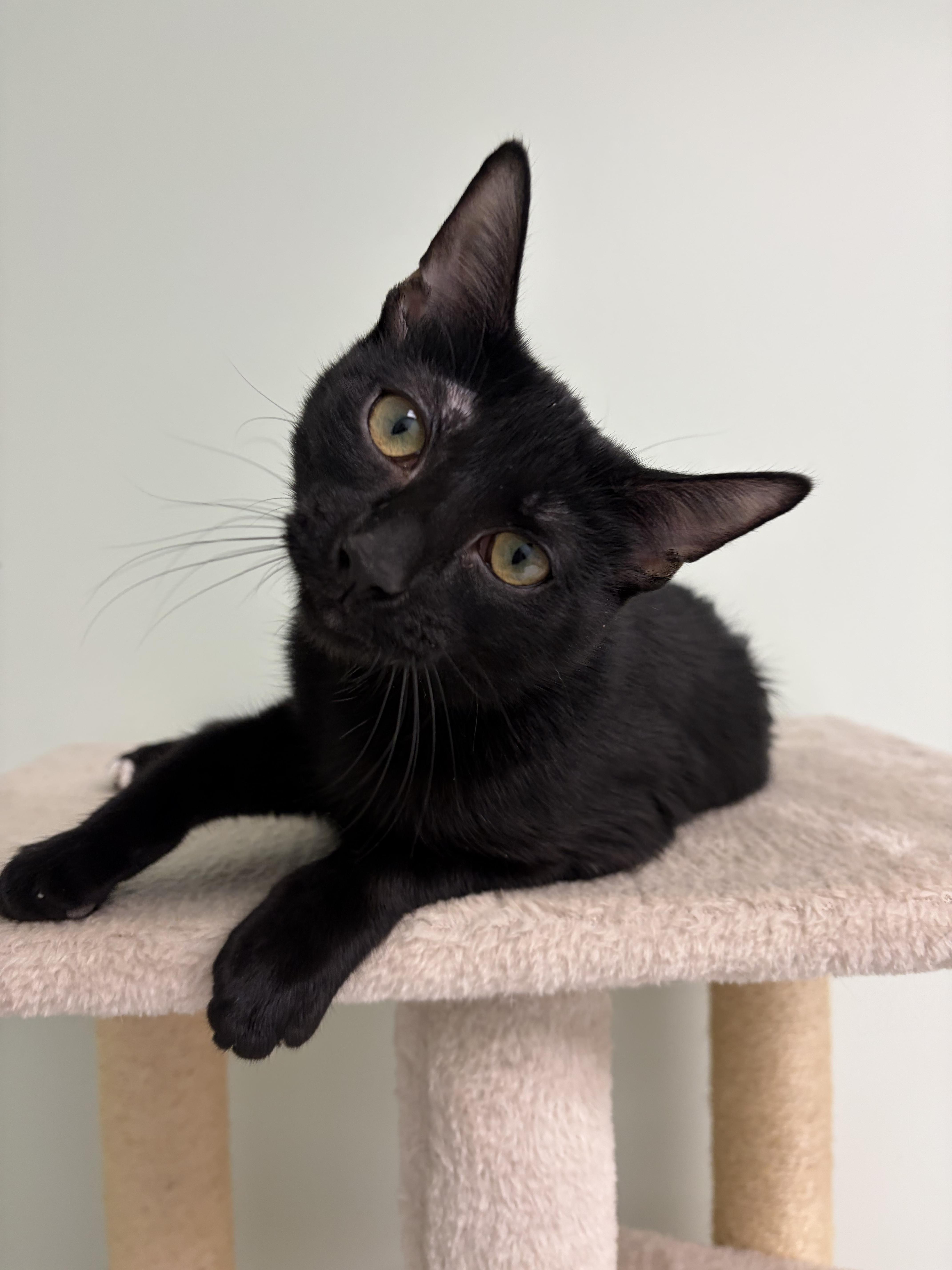 Enlarge Angel, an adopted Domestic Short Hair in Grosse Ile, MI image 4/4