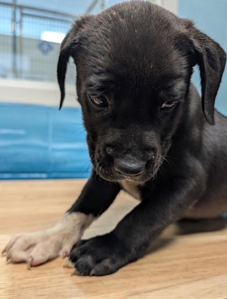 L'Amour, Adoptable, Puppy Male Affenpinscher & Retriever.