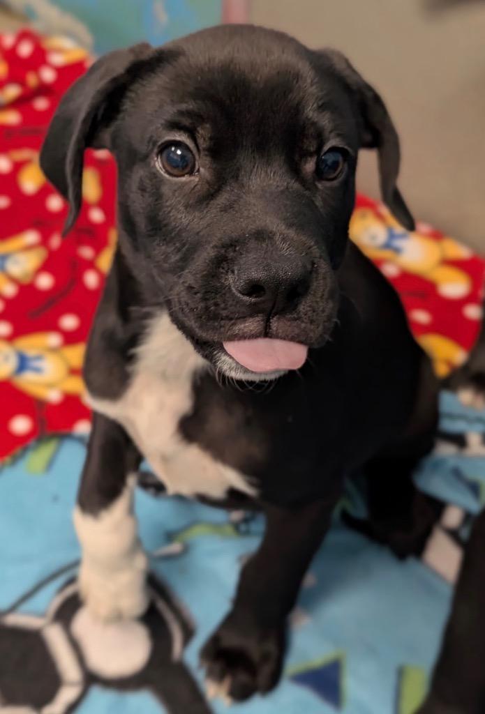 Enlarge L'Amour, a Adoptable mixed breed in Defiance, OH image 2/4