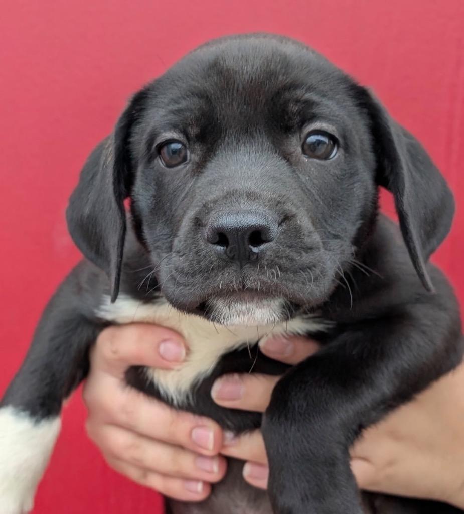 Enlarge L'Amour, a Adoptable mixed breed in Defiance, OH image 3/4