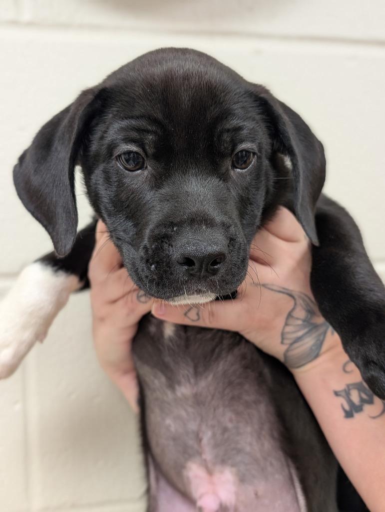 Enlarge L'Amour, a Adoptable mixed breed in Defiance, OH image 4/4