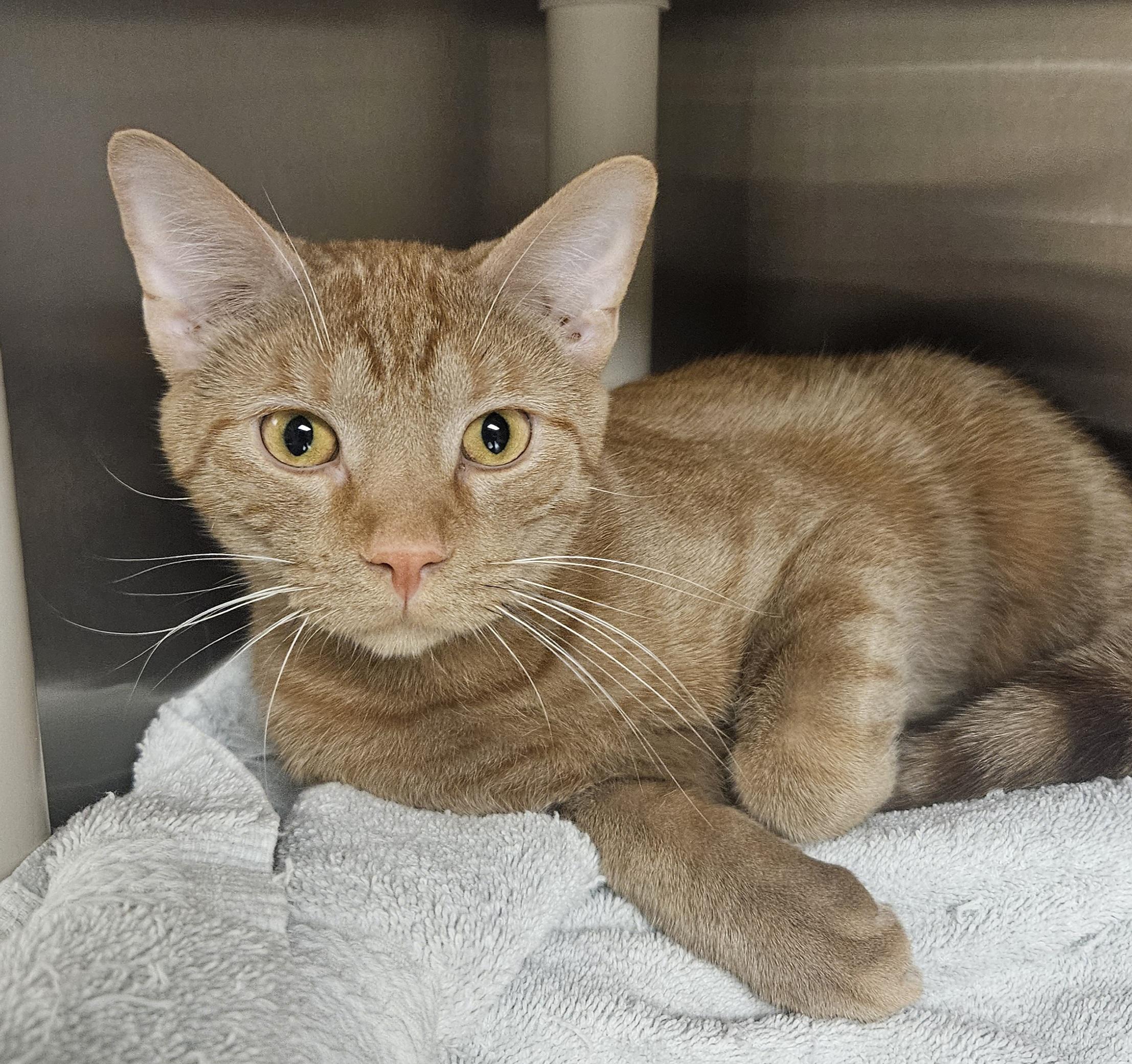 Enlarge Oren , a ADOPTABLE Tabby in Bluffton, IN image 1/1