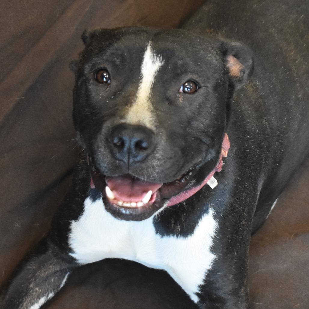 Stella (Lua, Brandi), Adoptable, Young Female Pit Bull Terrier.