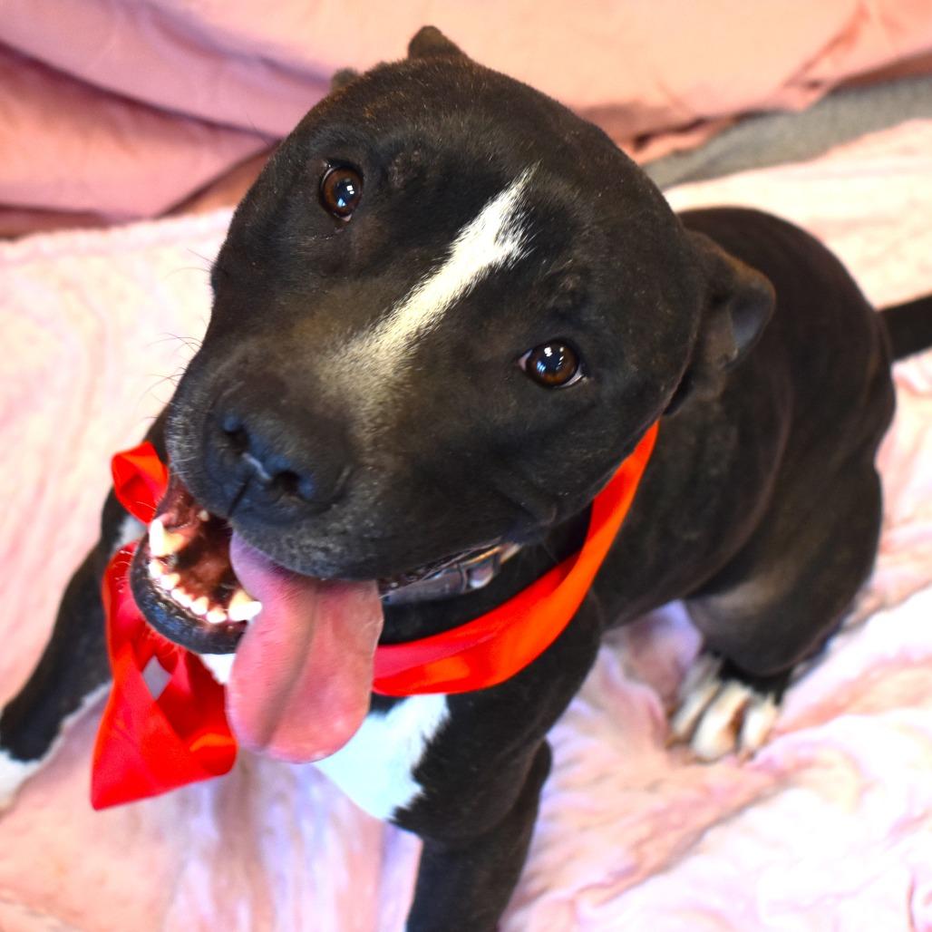 Enlarge Stella (Lua, Brandi), a Adoptable Pit Bull Terrier in Rifle, CO image 2/6