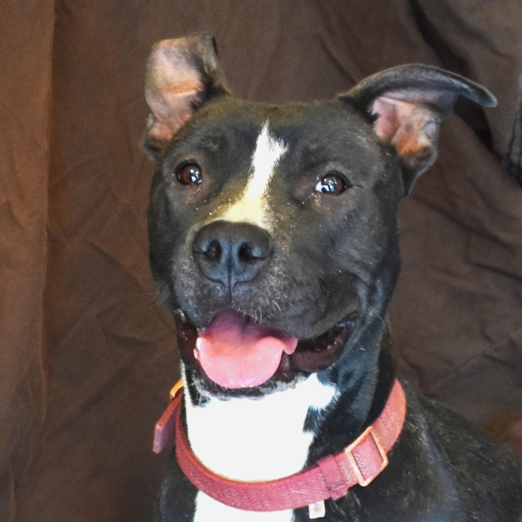 Enlarge Stella (Lua, Brandi), a Adoptable Pit Bull Terrier in Rifle, CO image 4/6