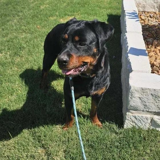 Enlarge Eryn, a ADOPTABLE Rottweiler in Polk, OH image 6/6