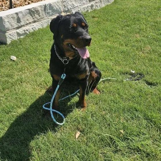 Eryn, ADOPTABLE, Adult Female Rottweiler.