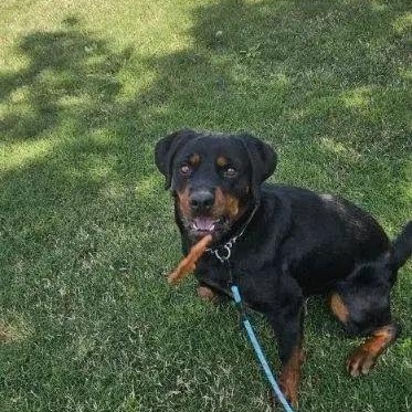 Enlarge Eryn, a ADOPTABLE Rottweiler in Polk, OH image 4/6