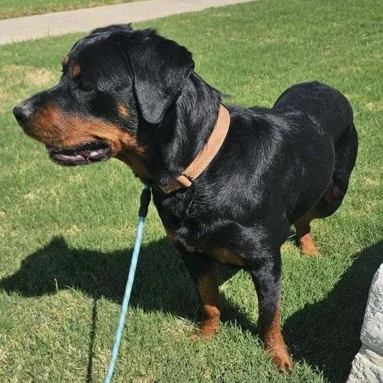 Enlarge Eryn, a ADOPTABLE Rottweiler in Polk, OH image 2/6