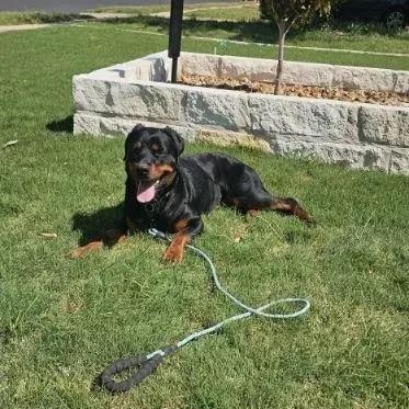 Enlarge Eryn, a ADOPTABLE Rottweiler in Polk, OH image 5/6