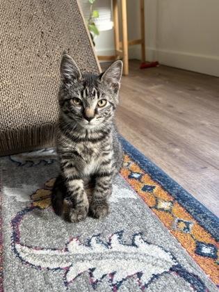 Iris, Adoptable, Young Female Domestic Short Hair & Domestic Short Hair.