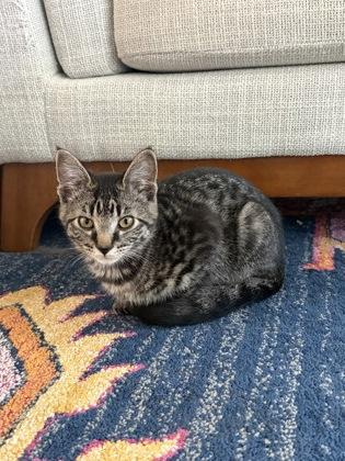 Enlarge Iris, a Adoptable mixed breed in Seattle, WA image 2/2