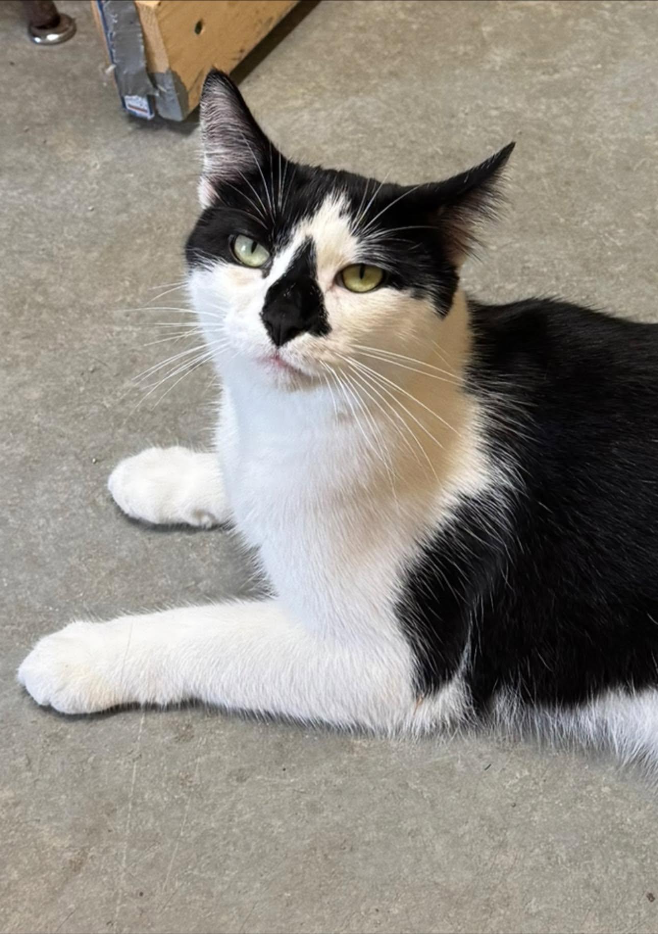 Enlarge Storm Trooper, a Adoptable Domestic Short Hair in Ludington, MI image 2/4