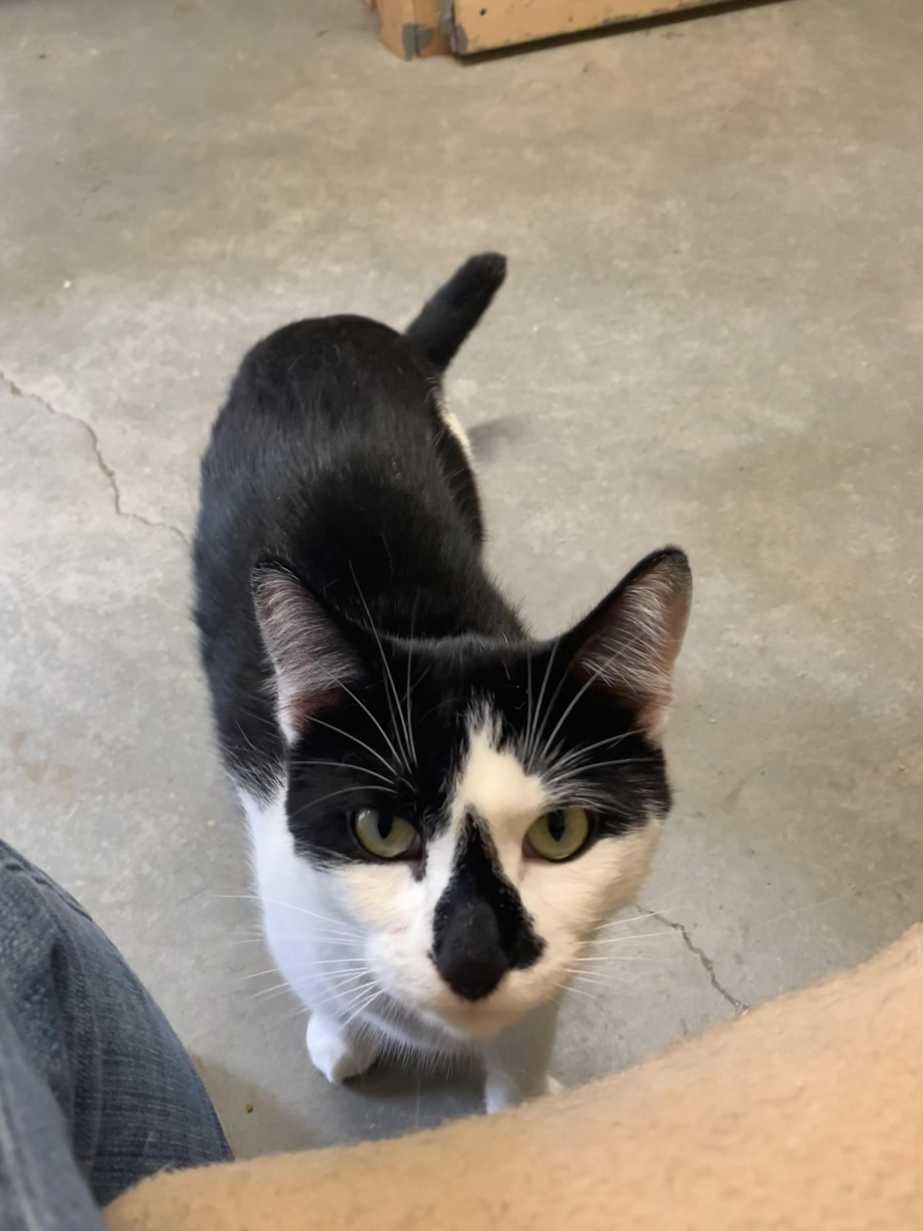 Enlarge Storm Trooper, a Adoptable Domestic Short Hair in Ludington, MI image 4/4