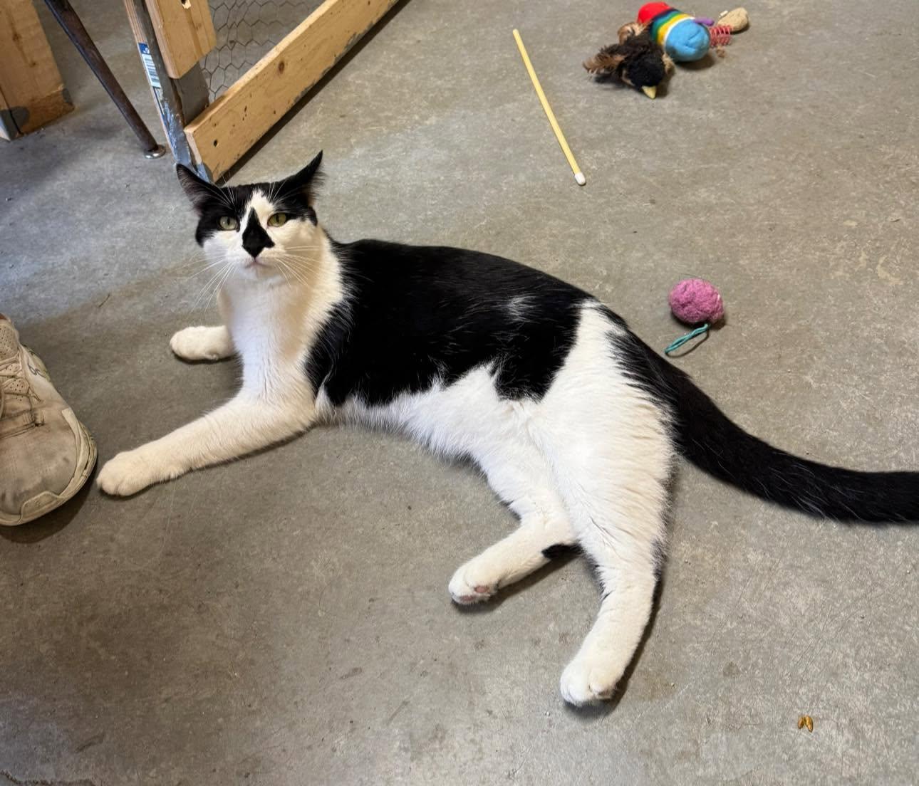 Storm Trooper, Adoptable, Adult Male Domestic Short Hair.