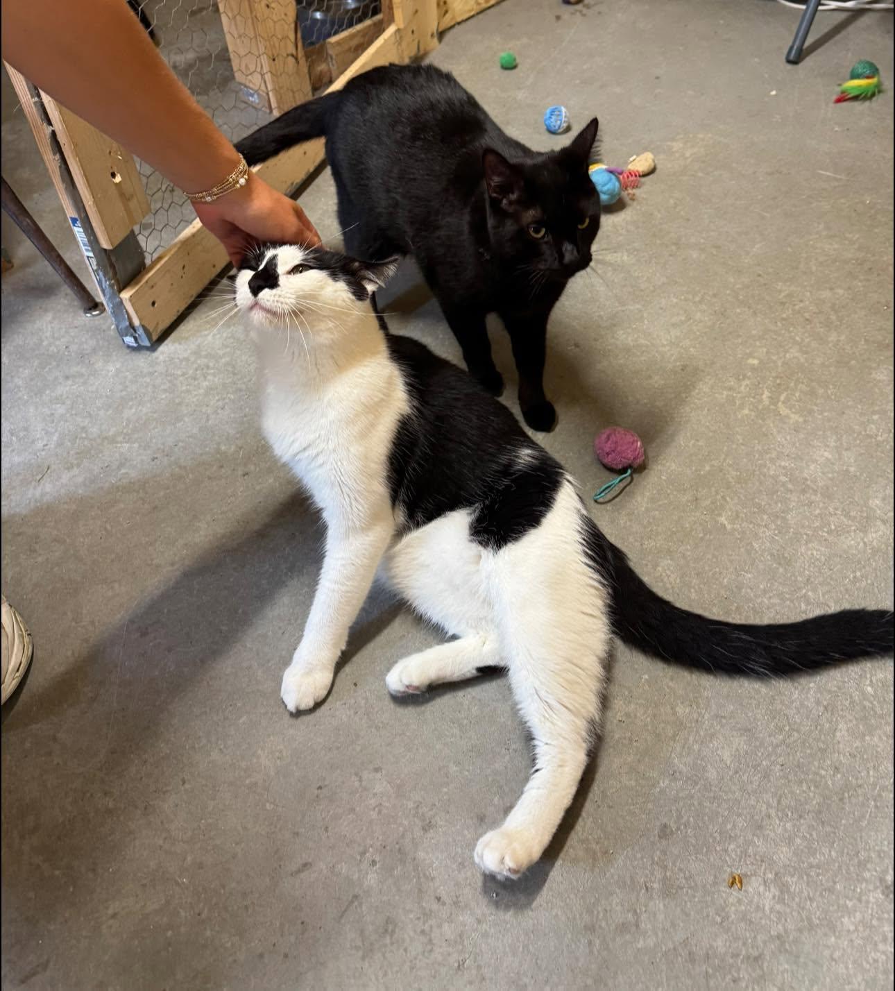 Enlarge Storm Trooper, a Adoptable Domestic Short Hair in Ludington, MI image 3/4