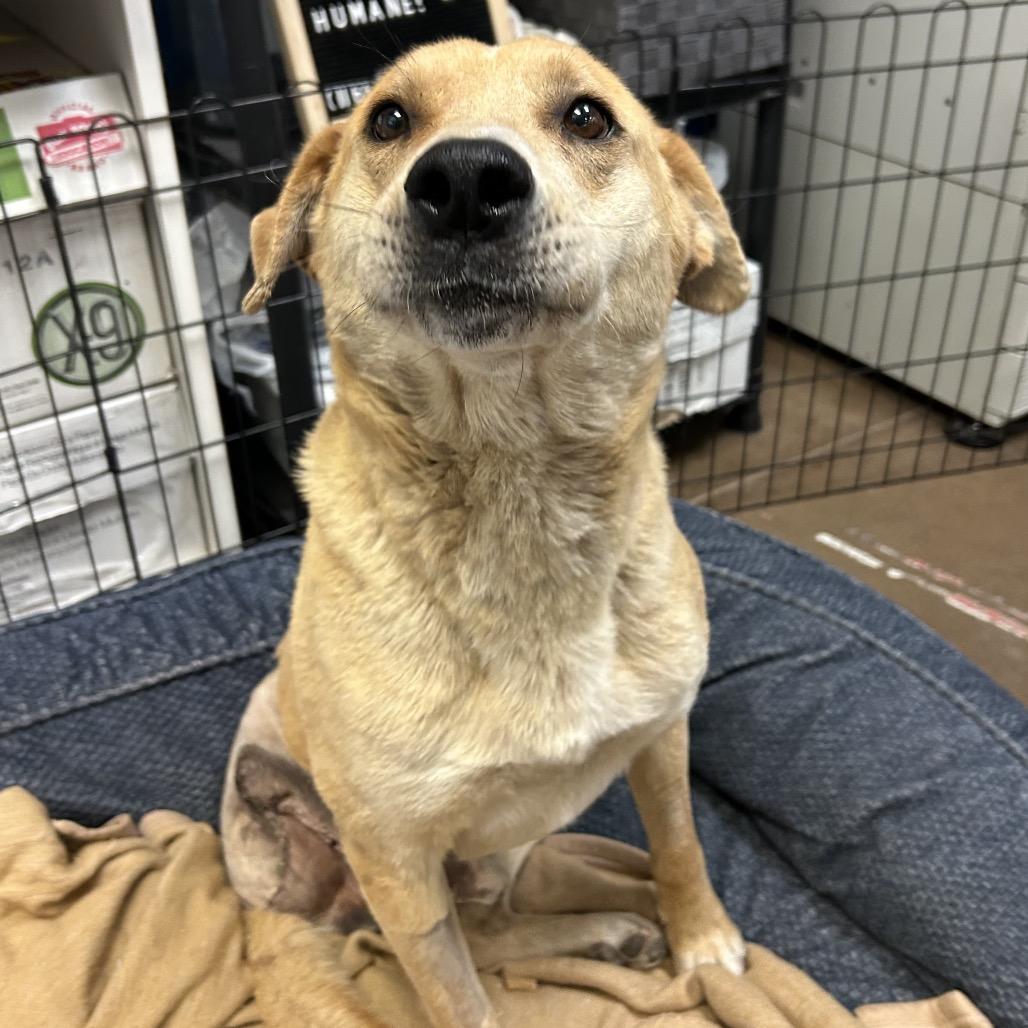 Greg- In Foster!, Adoptable, Adult Male Yellow Labrador Retriever & Mixed Breed.