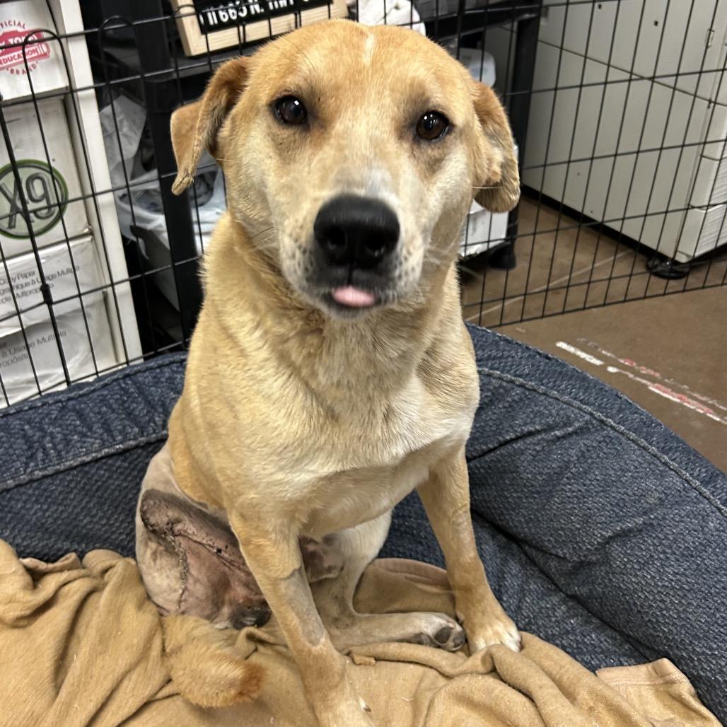 Greg- In Foster!, a Adoptable mixed breed in Flagstaff, AZ image 2/6