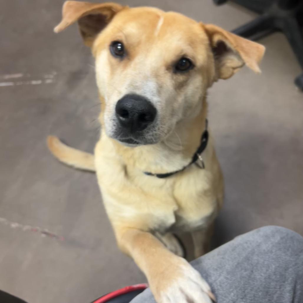 Greg- In Foster!, a Adoptable mixed breed in Flagstaff, AZ image 3/6